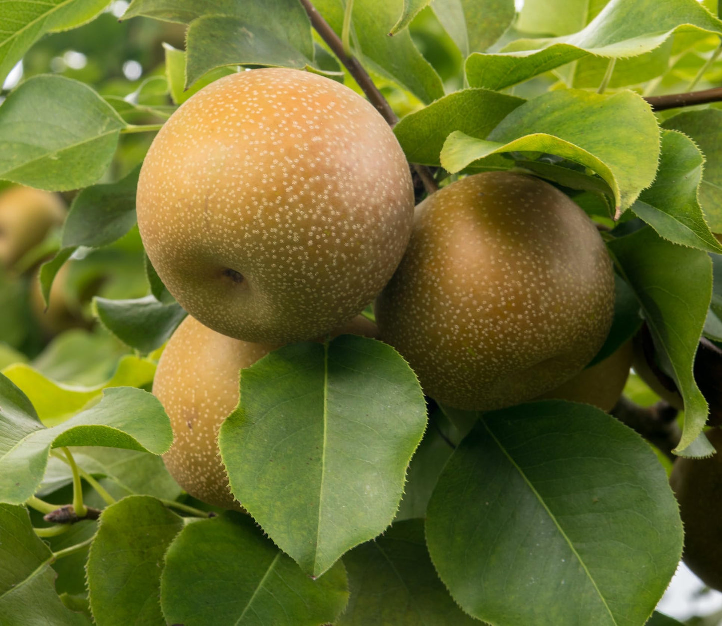 Asian Korean Pear Seeds, Container Garden Fruit Plant, Non GMO 20