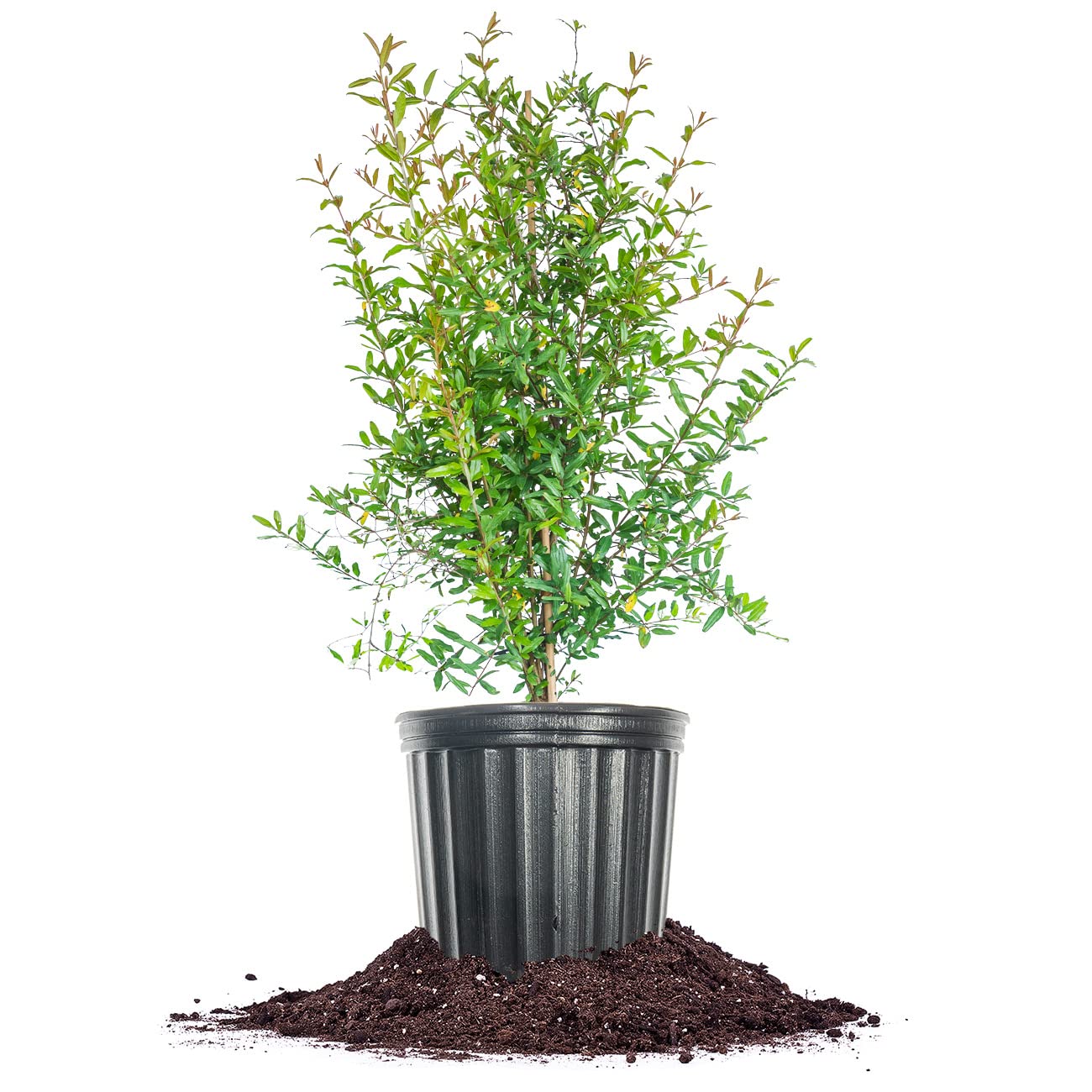 Russian Pomegranate in a 3 Gal. Grower's Pot | Cold Hardy Drought Tolerant | Yields Large Delicious Fruit | Real Dwarf Fruiting Tree