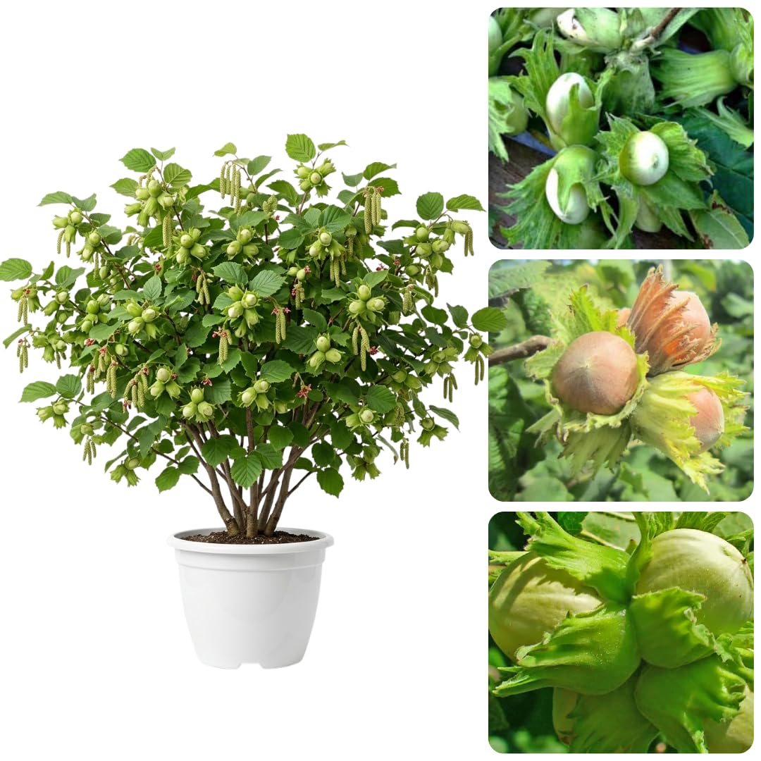 Hazelnut Tree Live Plant, 2–3 Ft Tall in 3 Gallon Pot, Hardy Nut Tree for Outdoor Garden Planting