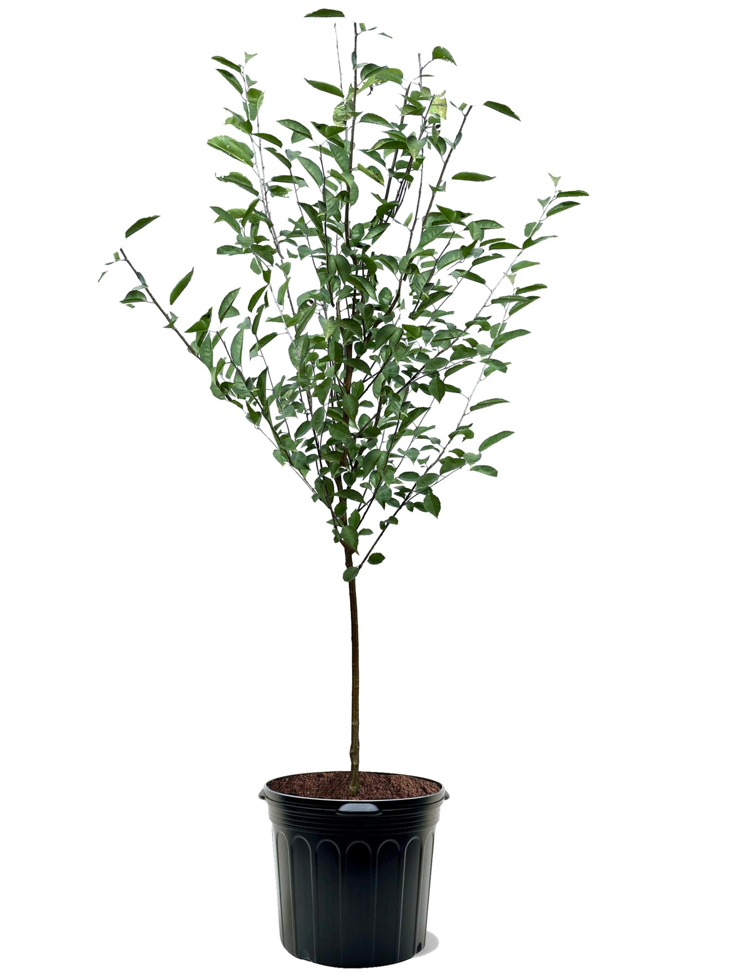 American Plant Exchange Cherry Tree 'North Star' – Live Fruit-Bearing Plant, 5-Gallon Pot, Cold Hardy, Tart Edible Cherries for Outdoor Orchards and Landscapes