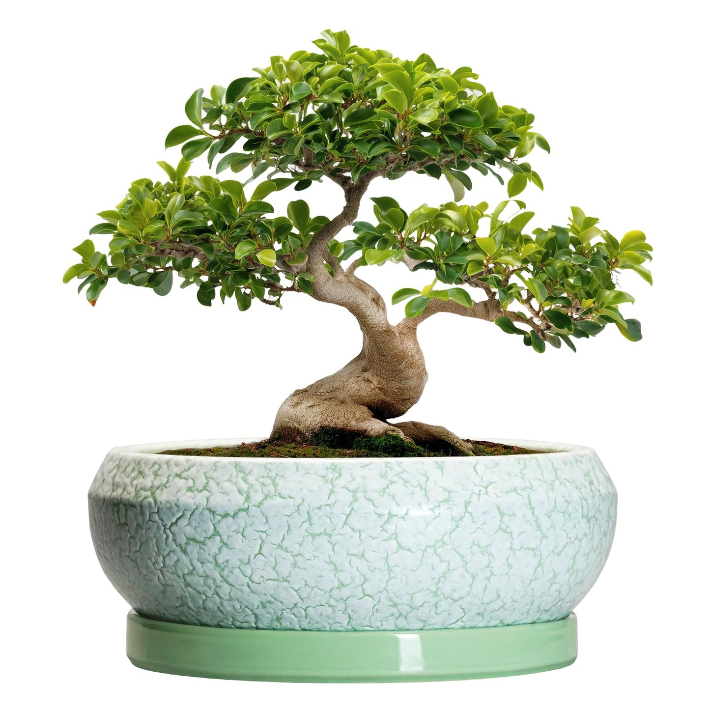 EPFamily Bonsai Pots - 13 Inch Ceramic Succulent Pots for Indoor Outdoor, Large Shallow Planter with Drainage Hole and Saucer, Round Flower Succulent Planter, Patio Decor, Gifts for Women, Green