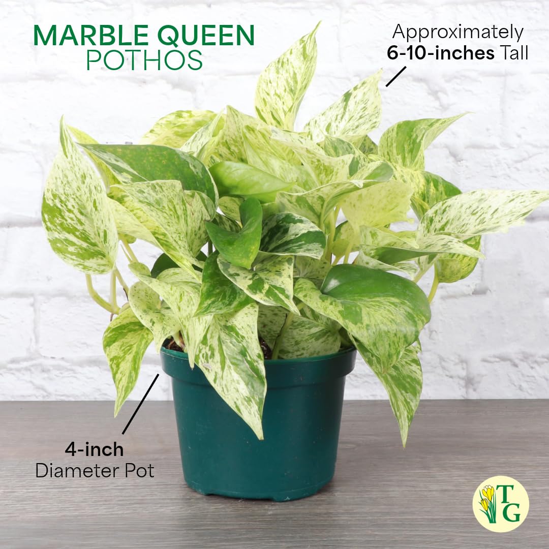 Thorsen's Greenhouse Marble Queen Pothos, Live Indoor Plant, Easy to Grow, Rare Variegated Houseplant, Natural Air Purifier, 6-inch Diameter Pot (Chocolate)