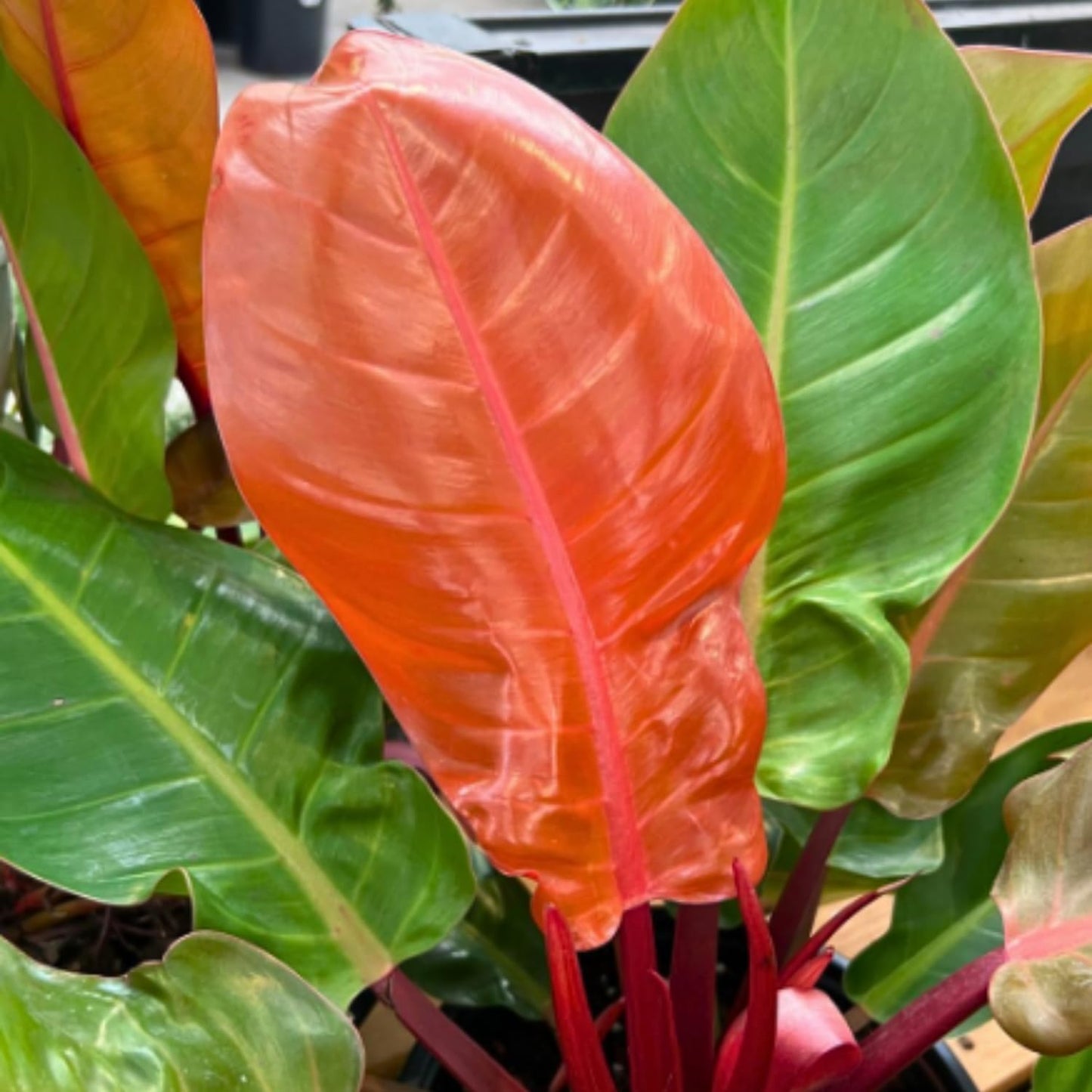 Philodendron Plant in 4 Inch Pot, Tropical Indoor Houseplant, Easy Care Foliage Plant for Home, Office, or Patio (Orange Philodendron)