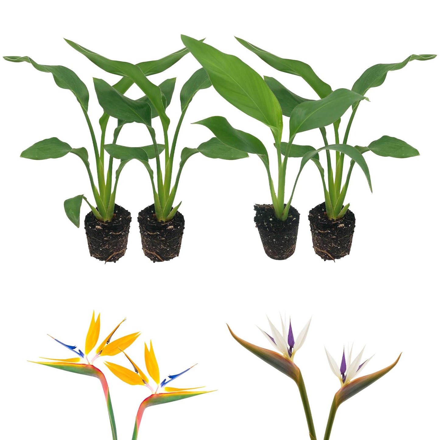 Live Orange & White Birds of Paradise Plant Variety - 'Birds of Paradise' Strelitzia nicolai - ragnaroc Tropical Plant 6-10” Tall - 4ct - Live Arrival Guaranteed - House Plants for Home Decor & Gift