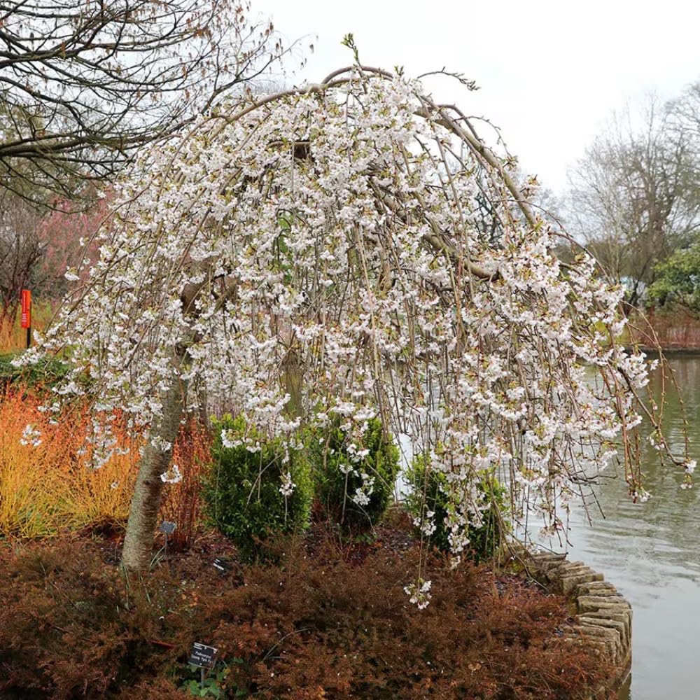 Cherry Blossom Tree Live Plant, 8-12" Tall, Ornamental Flowers for Outdoor Planting, in Pot (Weeping Cherry)
