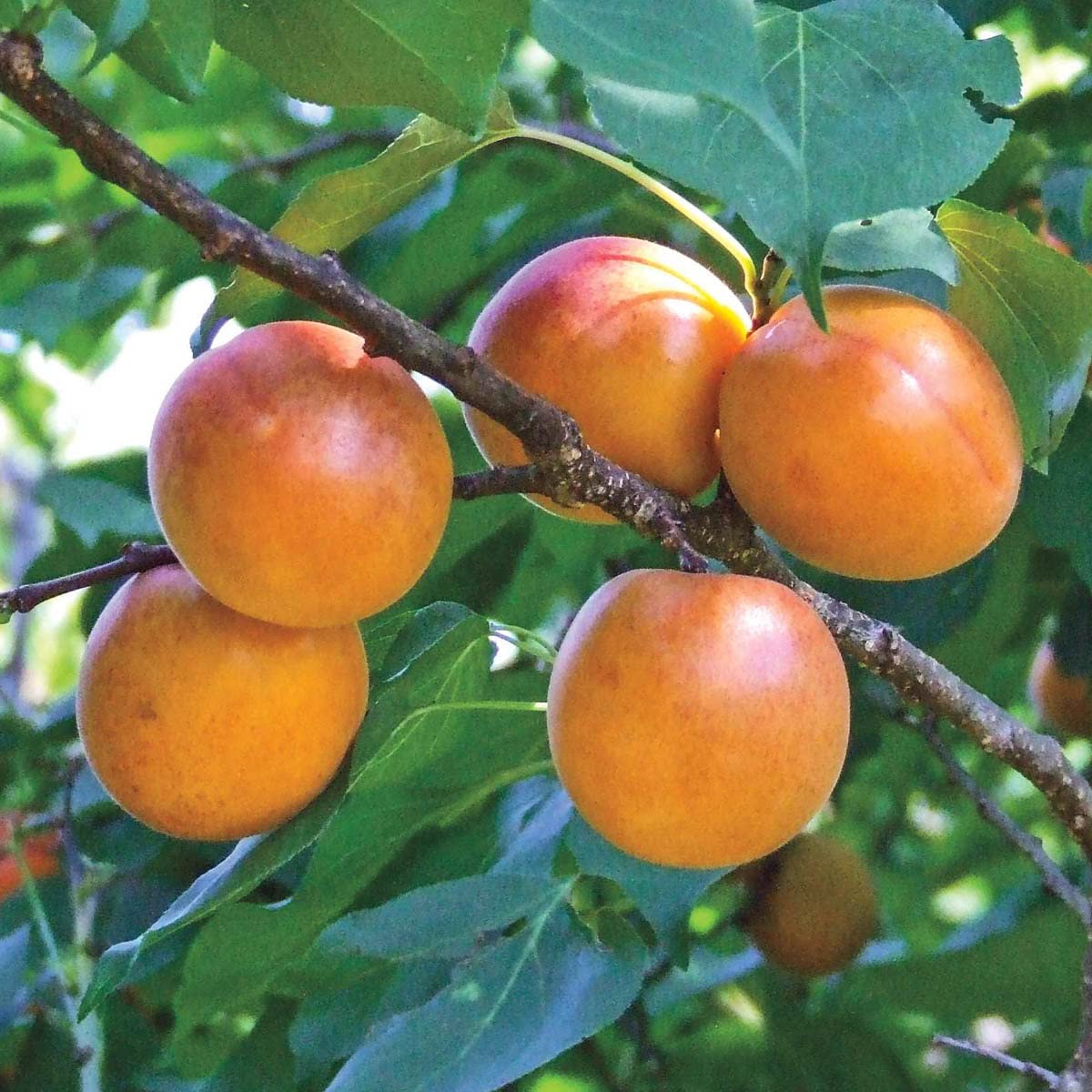 Honey Pearls™ Nectacot Dormant Starter Bare Root Standard Fruit Tree, Can't Ship to State of CA, CO, ID, MT, OR, or WA, 1-Pack