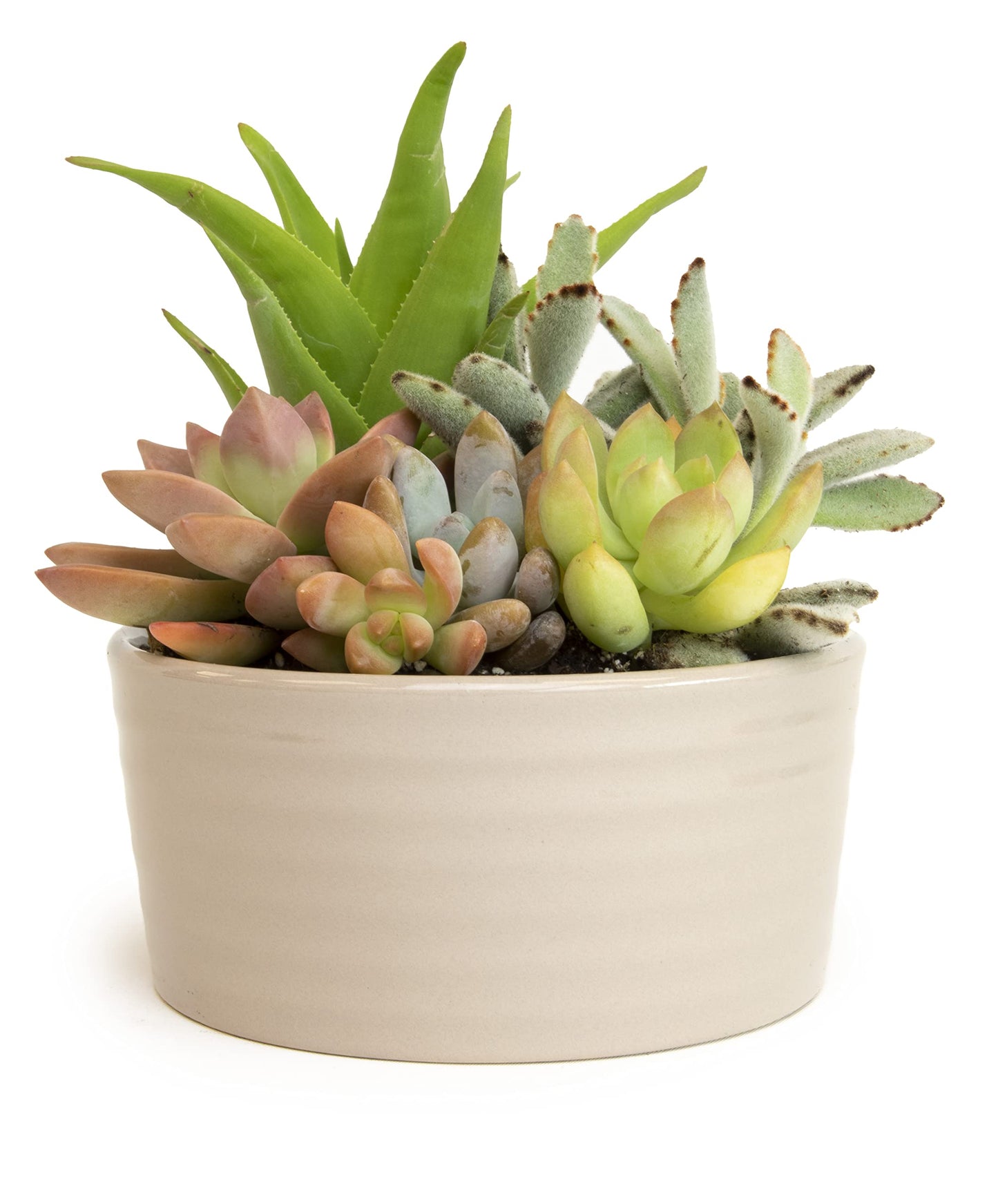 Succulents Plants Live in Garden Succulent Planters, Live Succulent Plants Live Plants in Taupe Planter Pot, Live Succulents Unique Gardening Gifts for Plant Lovers, Succulent Gifts by Plants for Pets