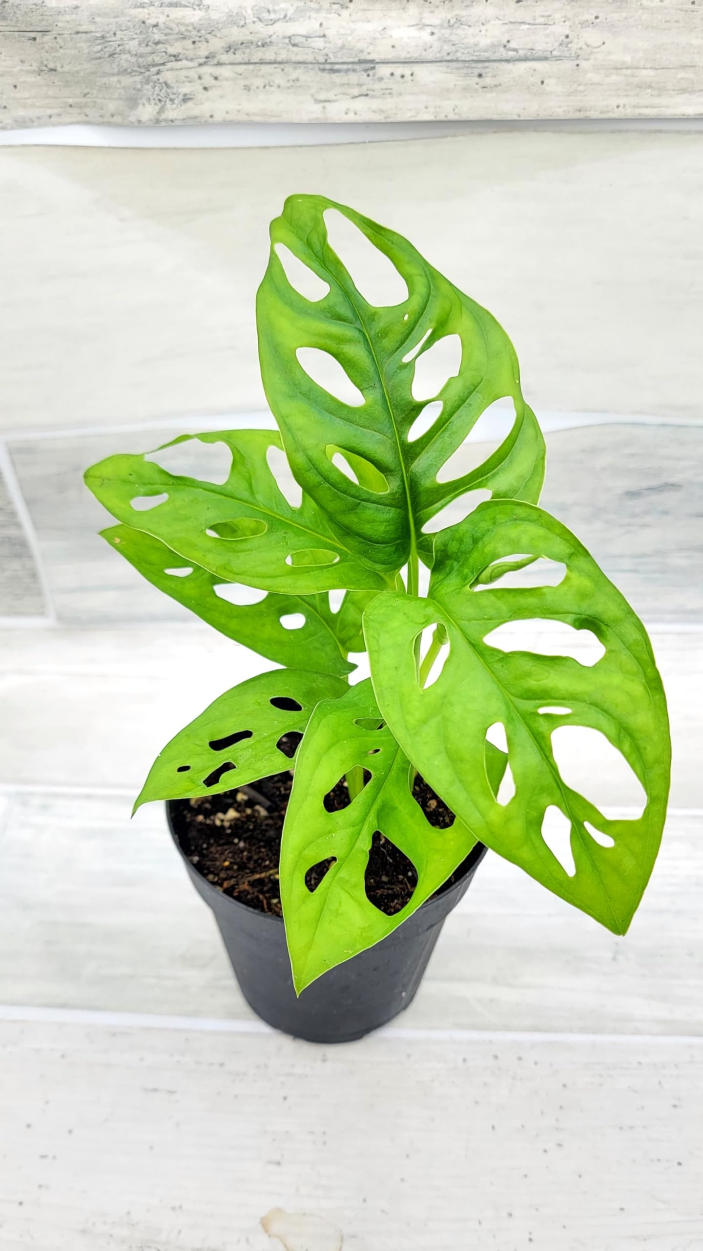 Monstera Adansonii Philodendron Swiss Cheese Live Plant 4" Pot by 3exoticgreen - Plants Live Houseplants, Indoor Plants, Monstera Plant for Home Decor