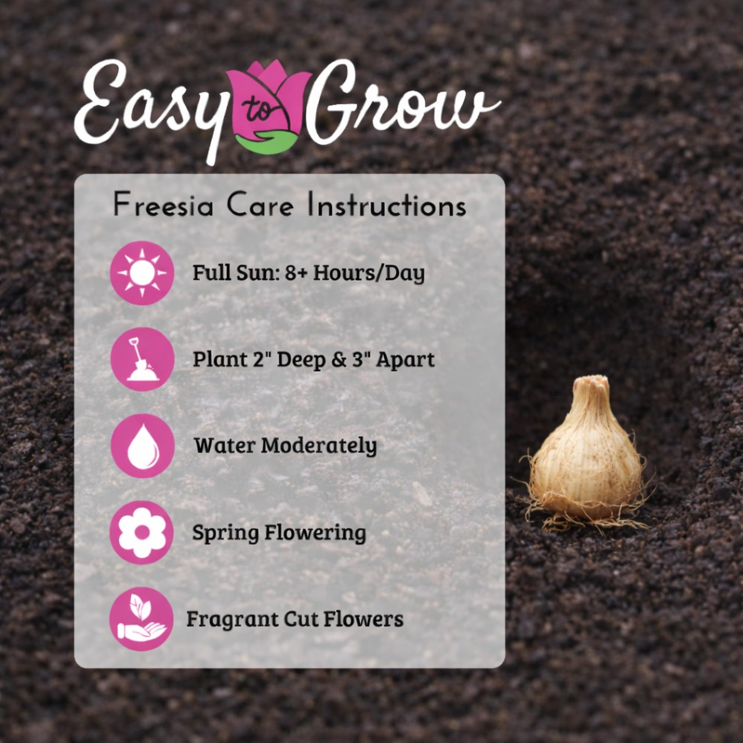 Easy to Grow Freesia Double Pink Pack of 15 Flower Bulbs - Spring Fragrant Pink Blooms in Sun, Great for Cutting
