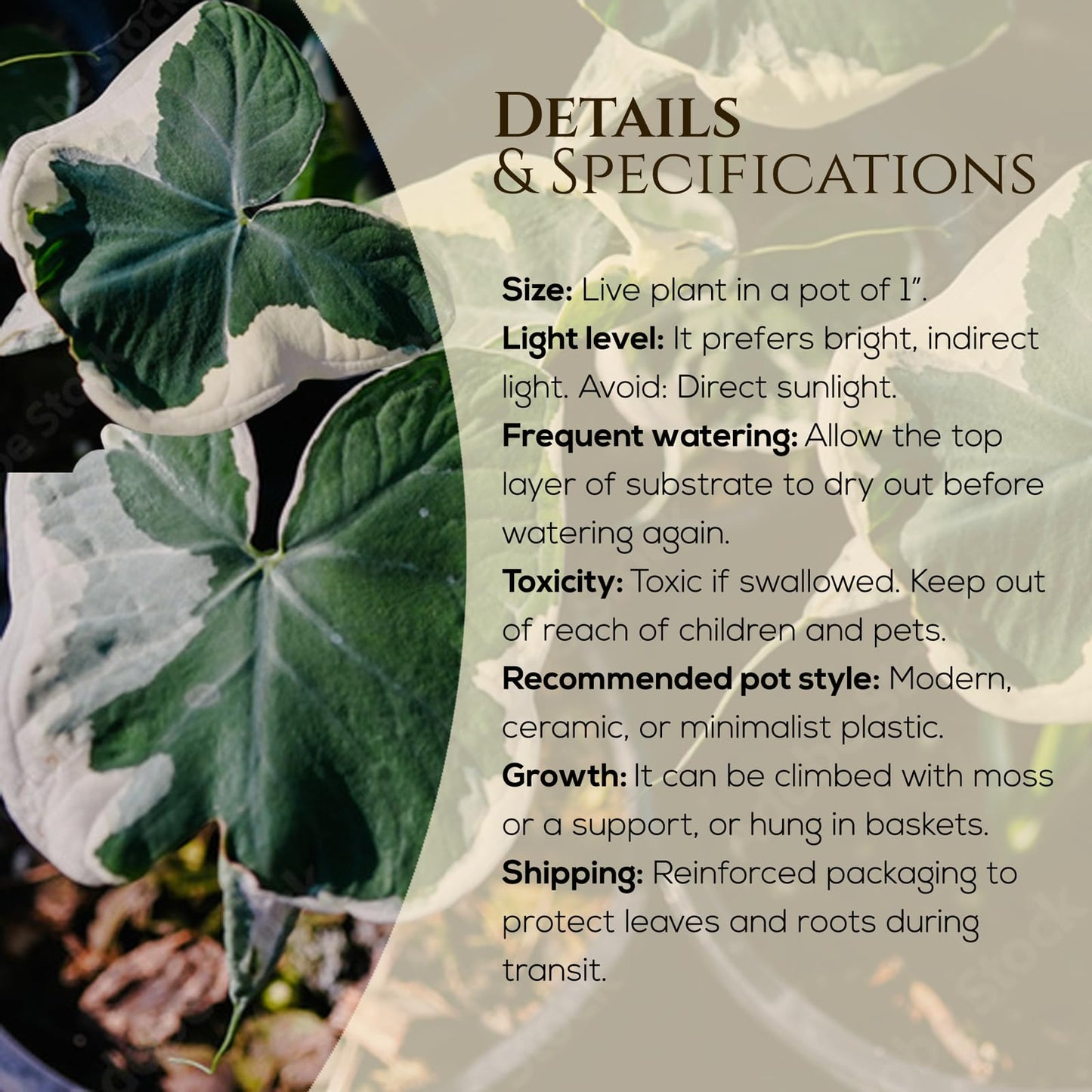Alocasia Mickey Mouse (4 Pack) Live Plant,Rare Indoor Alocasia, Elephant Ear Houseplant,Unique Mickey Mouse Leaf Shape Plant,Tropical Houseplant Live, Starter Size Alocasia Plant for Indoor Home Decor