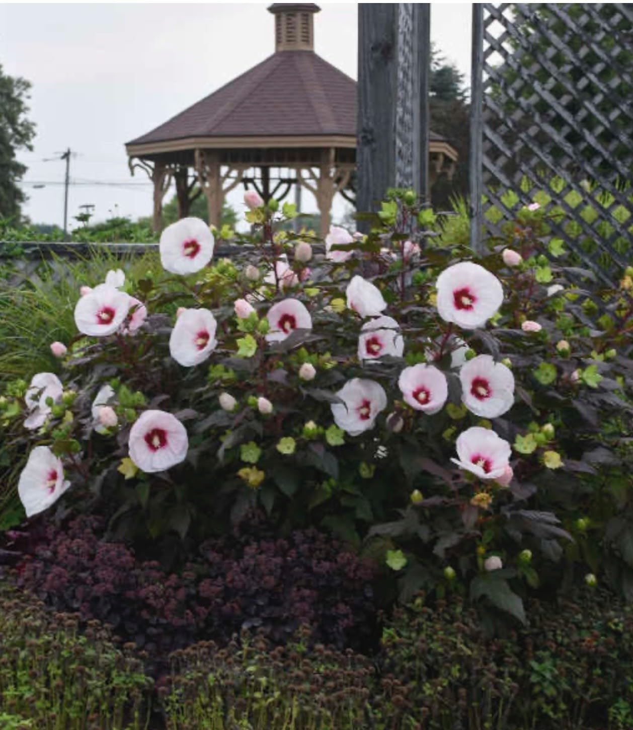 Live Plant - Mocha Moon Hibiscus moscheutos-Small Rooted Starter Plant-Huge 8-10” Blooms