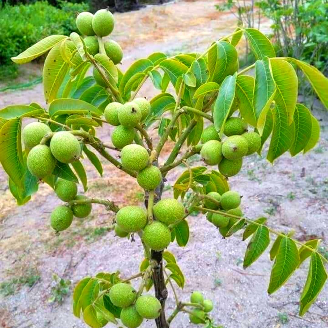 1 Year Old Black Walnut Tree Live Plant in 4" Pot, Cold Hardy, Dormant, White Walnut Butternut Like, Walnuts Trees for Garden Planting, 6-12" Tall