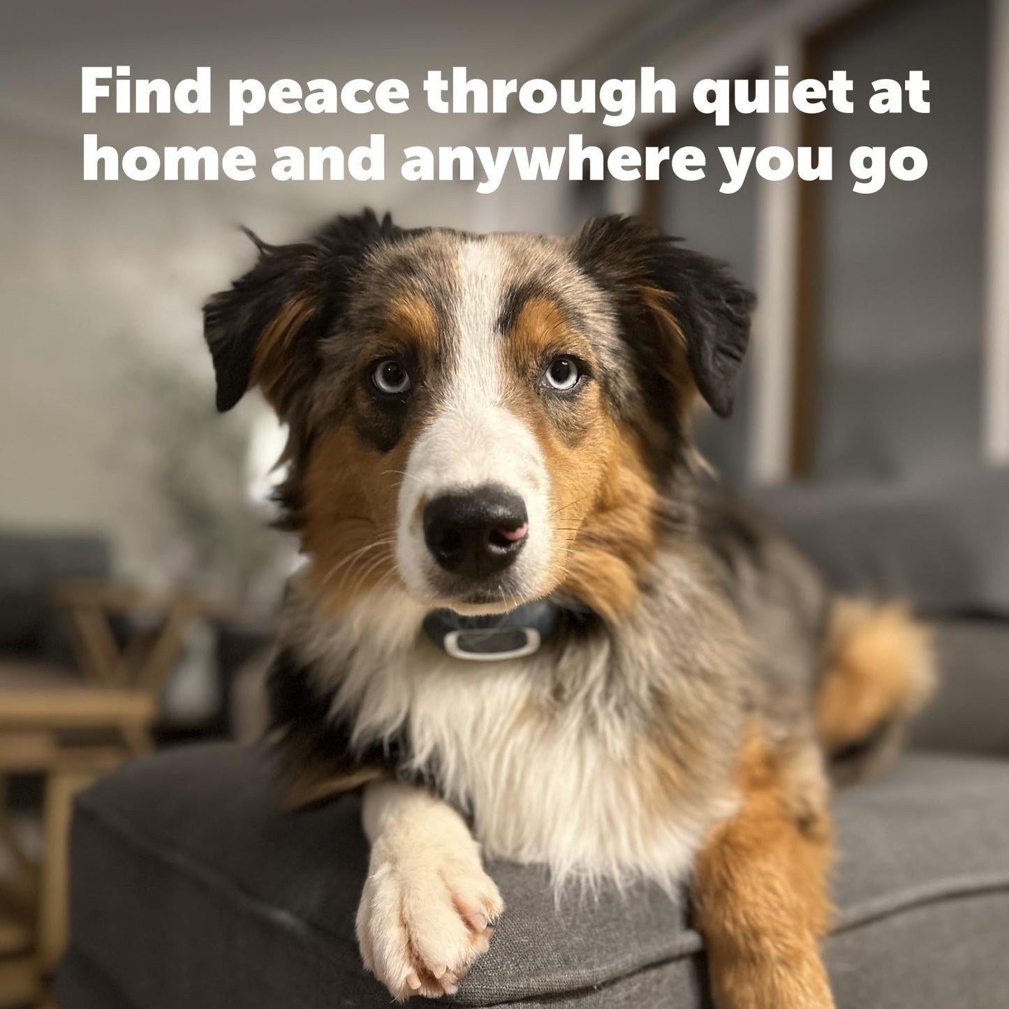 PetSafe Bark Control Collar, Waterproof Basic Bark Control Collar for Small Medium or Large Dogs 8 lb. and Up, Anti-Bark Static Correction Training Device for Canines