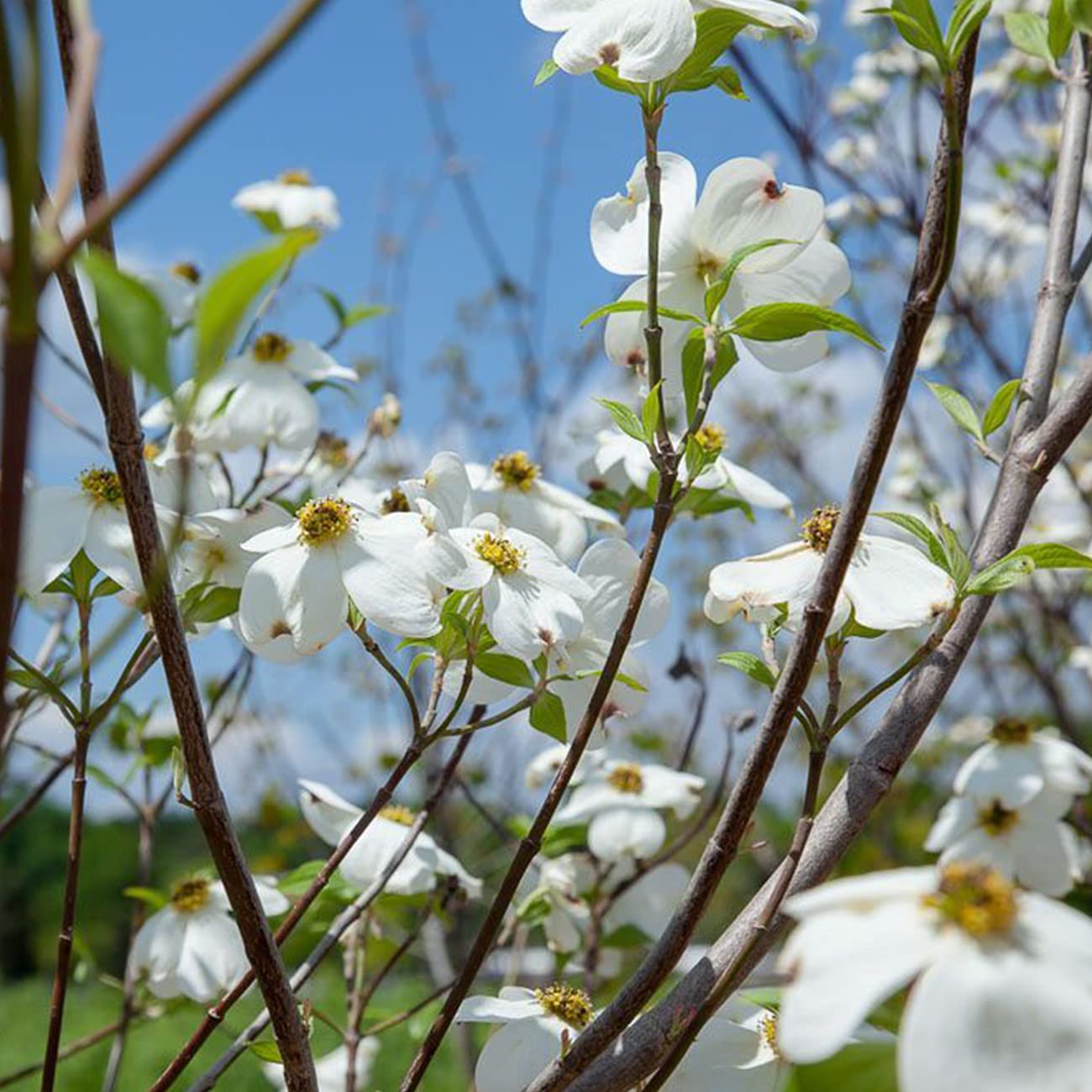 PERFECT PLANTS White Flowering Dogwood Tree 4-5ft. Tall Low Maintenance Ornamental Plant Vibrant White Blooms
