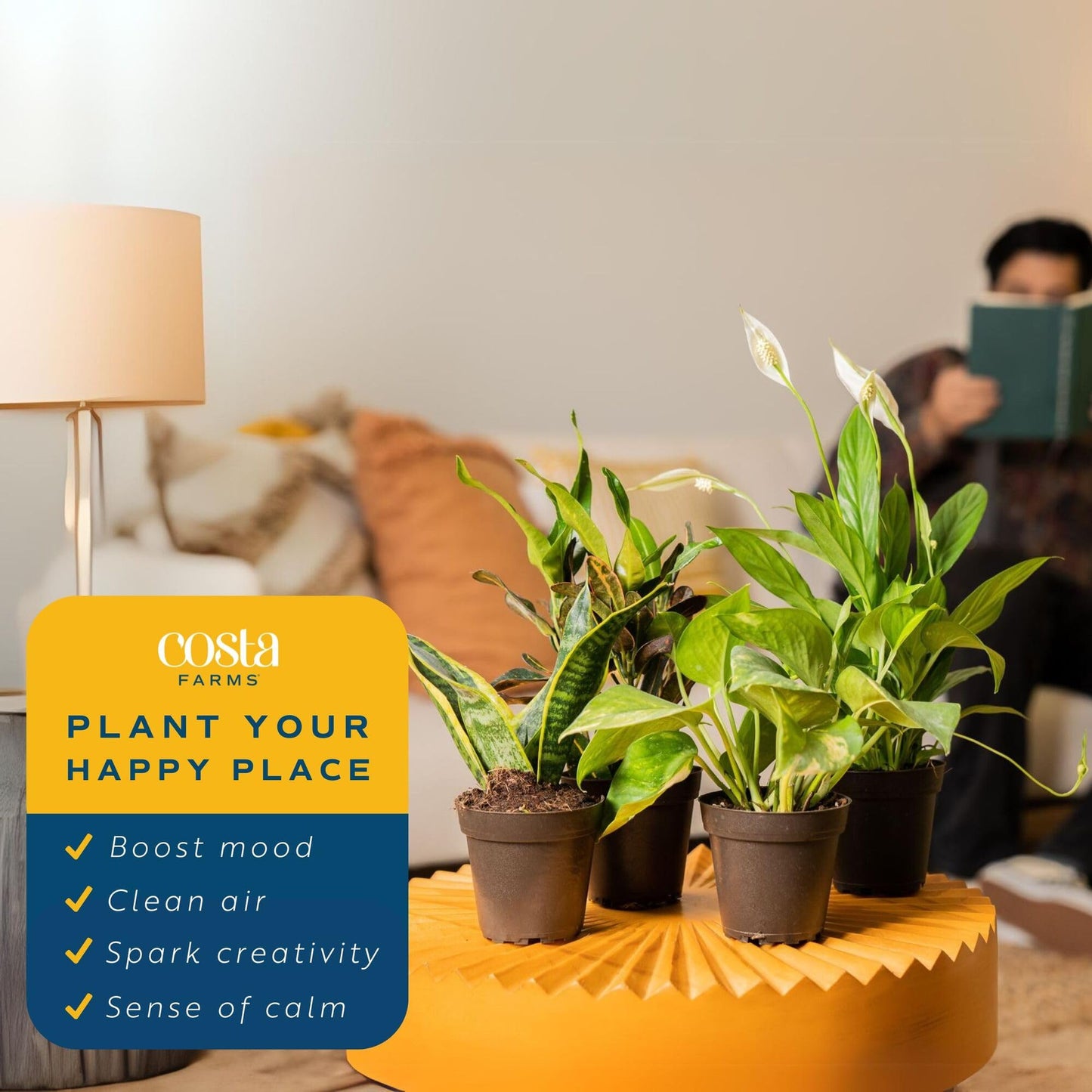Costa Farms Live Indoor House Plants (4-Pack), Hand Selected Easy to Maintain Indoor Assorted Houseplants, Curated Air Purifying Mix, Low Light, Home Office Decor Plant Gift