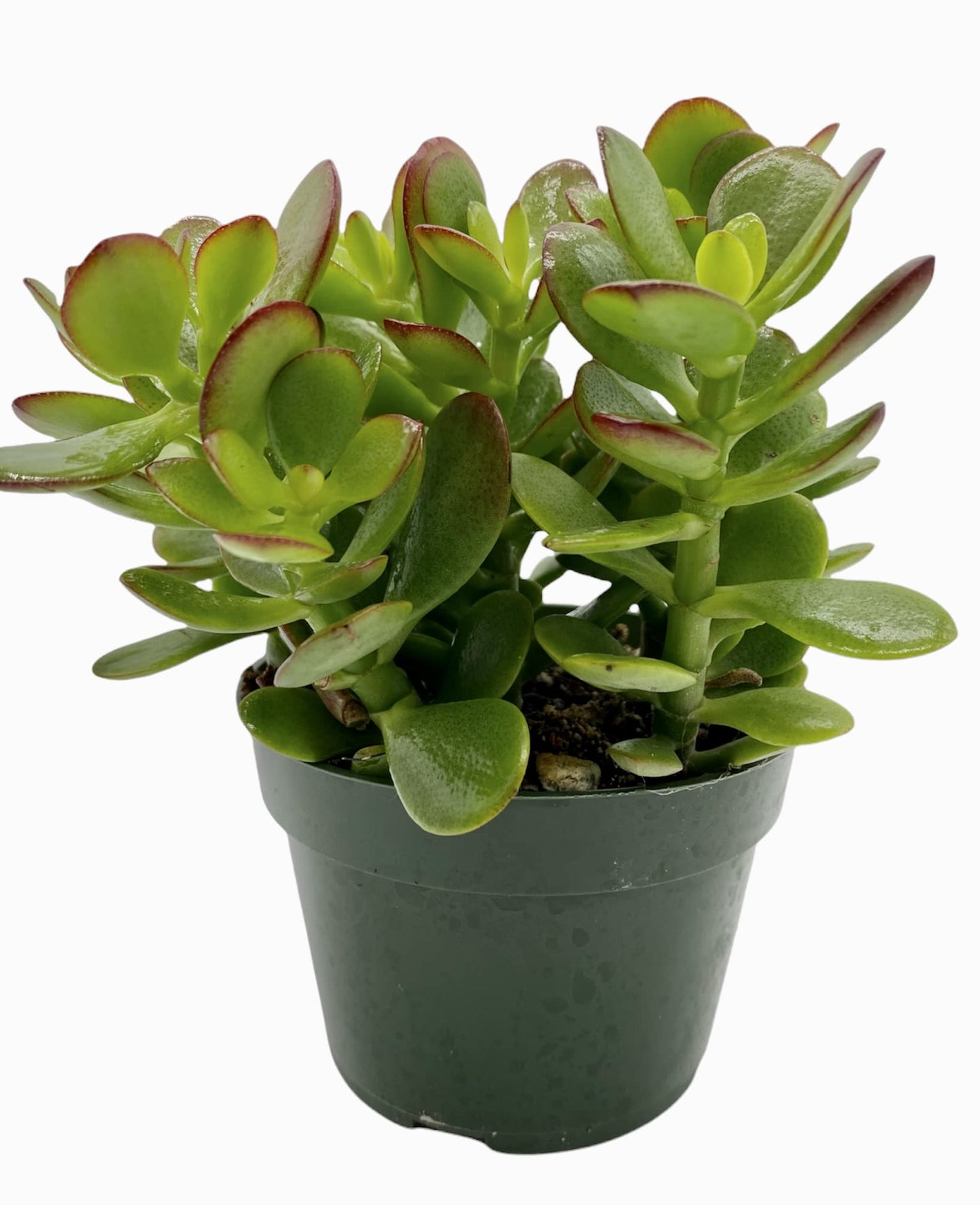 Live Plant, Jade Plant, Crassula Ovata 4 inch Pot - Succulents - Hopewind Plants Shop