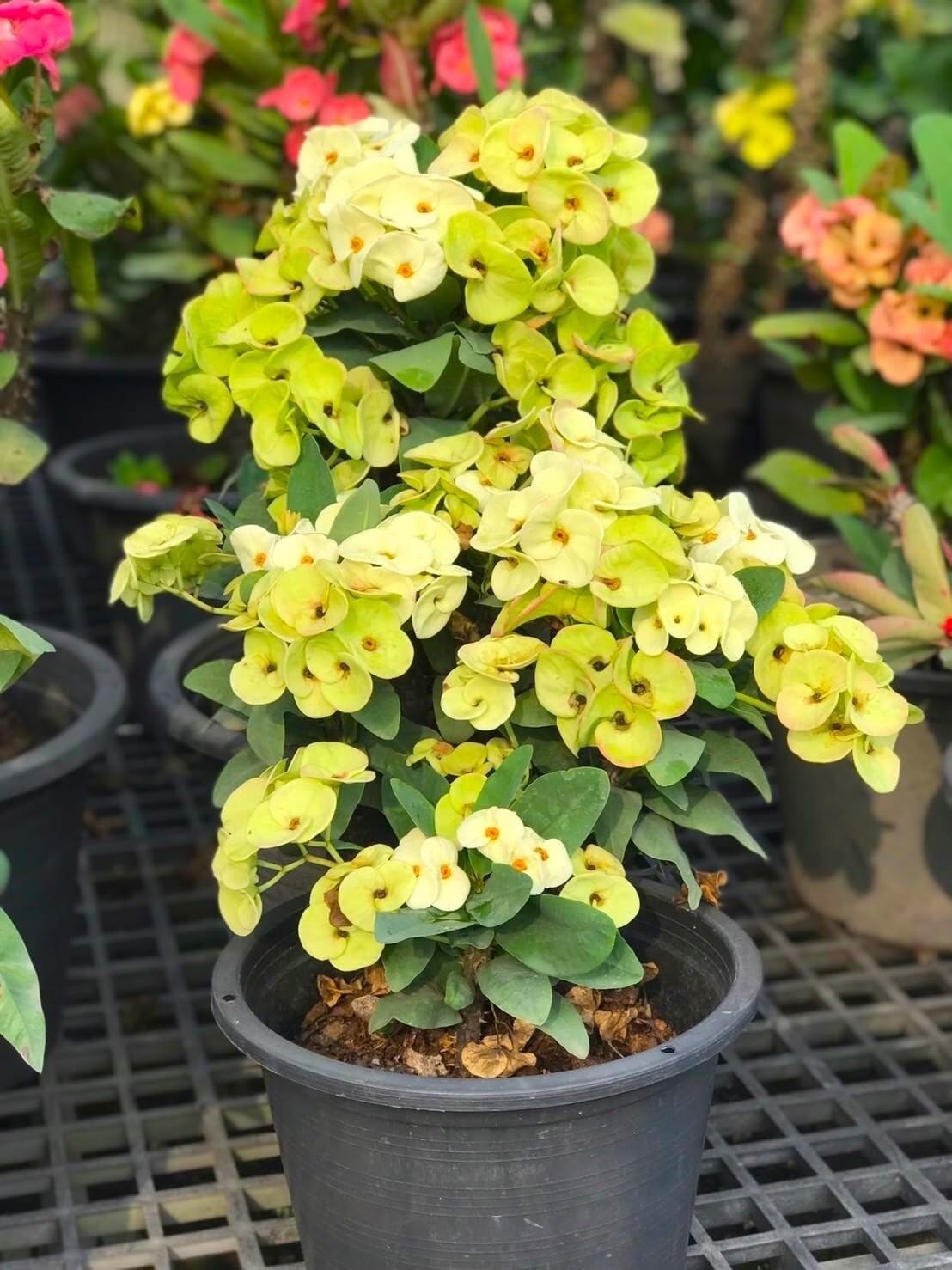 Live Plant - Limeadecrown of Thorns-Euphorbia Miliichrist Plantstarter Plant