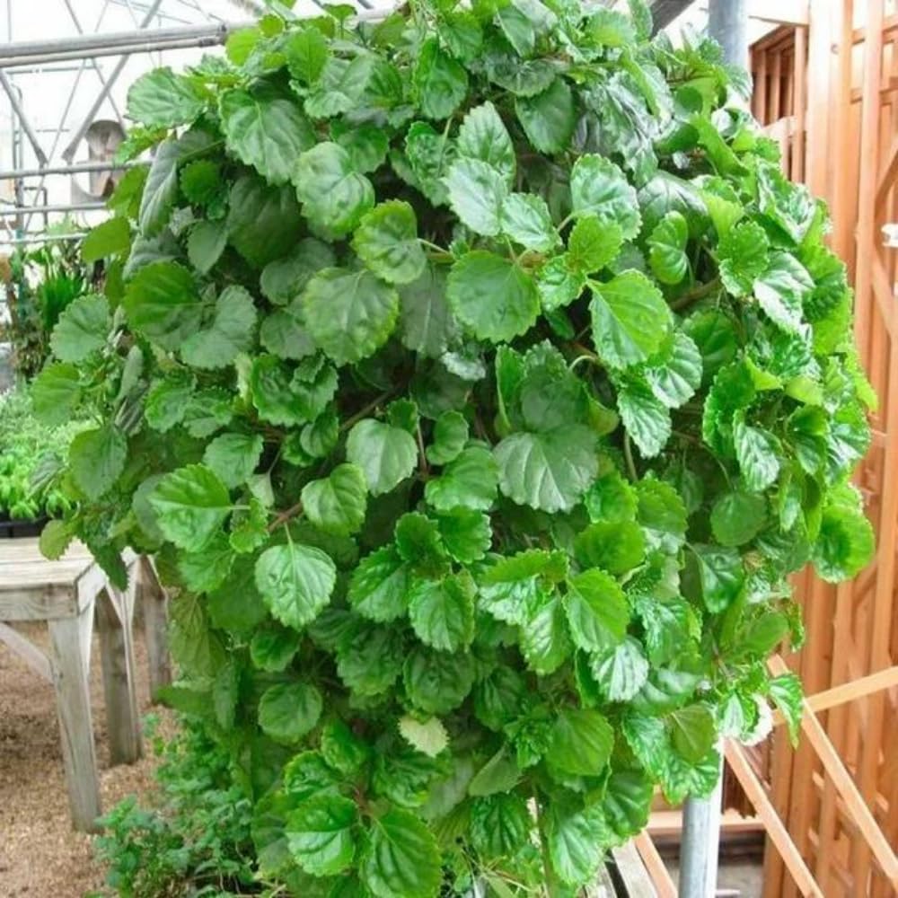 2 Green Swedish Ivy Plants Live in Potted, Live Swedish Ivy Plant, 3 to 5 Inc Tall, House Plant Live, Green Plectranthus Fragrant Plants