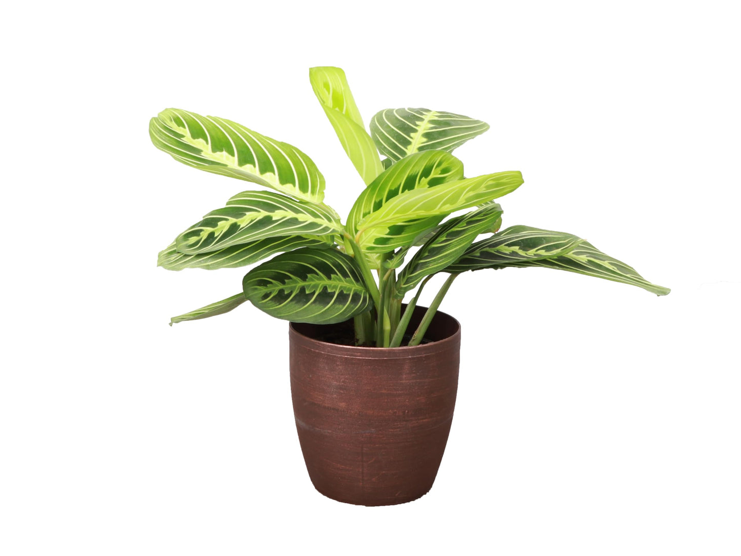 Thorsen's Greenhouse Lemon Lime Prayer Plant, Live Indoor Plant, Pet Friendly, Attractive Houseplant, Lemon Maranta, Natural Air Purifier, Easy to Grow, 4" Diameter Pot (Copper)