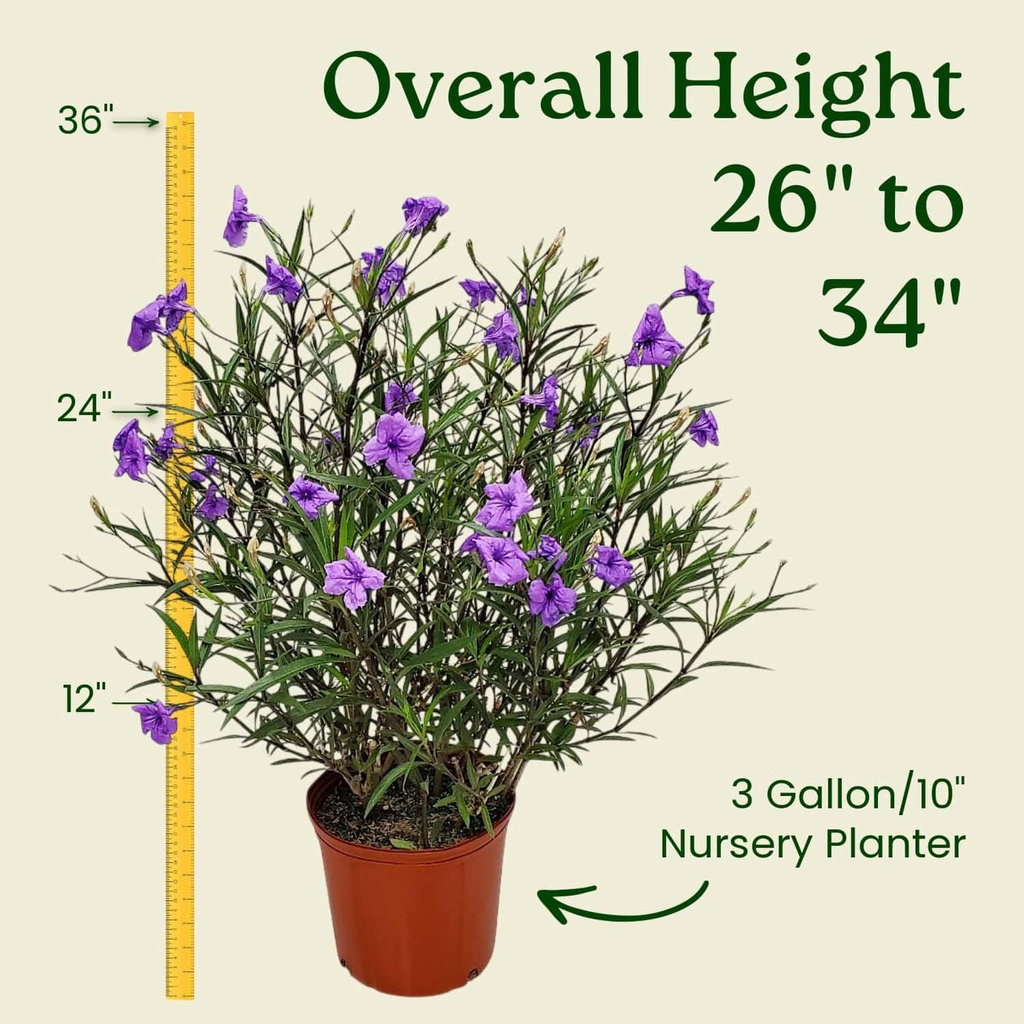 Tropical Plants of Florida Purple Ruellia Live Plant - 3 Gallon 26 to 34 Inch Tall Flowering Shrub Outdoor Garden Border Hedge Plant