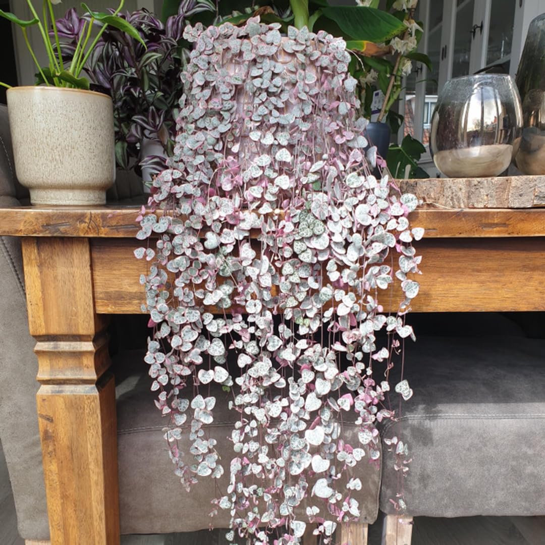 Variegated String of Hearts Live Plants, Easy Indoor Trailing Succulent in 2.5" Pot, Hanging Succulent Houseplant Indoor Outdoor Planting