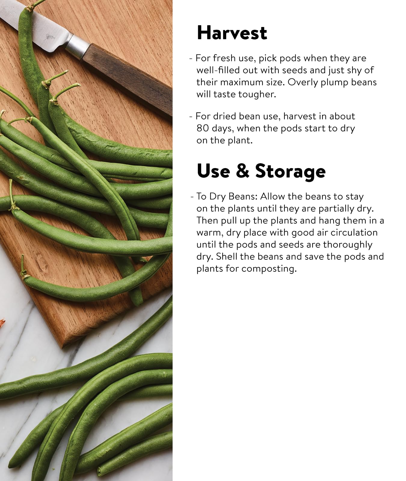Burpee Stringless Green Pod Bush Bean Seeds 8 ounces of seed