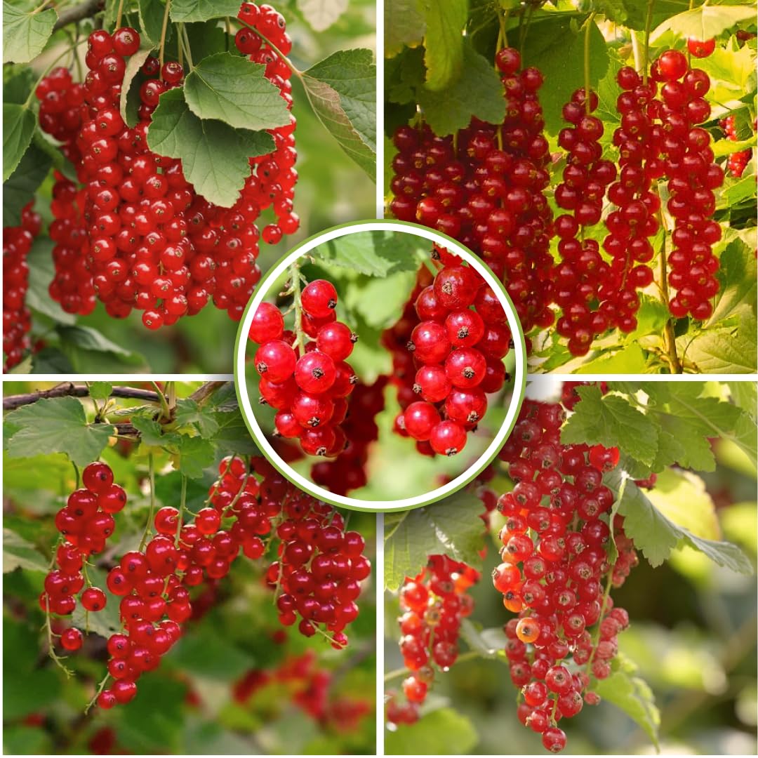 Live Currant Bush Plant Fast Growing, Ready Bear Fruit Within 1 Year - No NC, WV, NH, 6-14" Tall, Great for Backyard or Orchard Growing, Currant Plant (Red)
