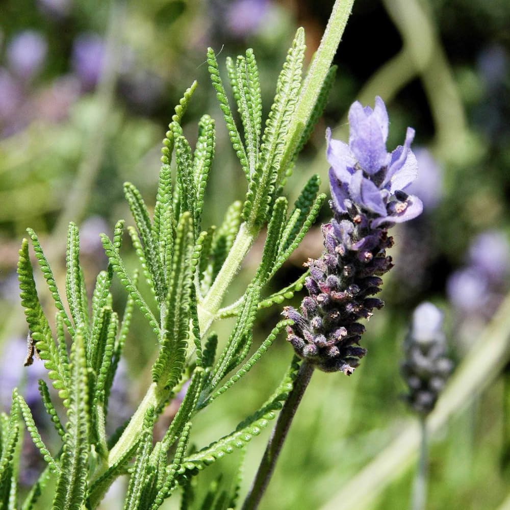 2 French Lavender Plants Live Outdoor Indoor, in 4" Pots, Cold Hardy Fragrant Perennial Herb for Garden and Landscape, 4-8 Inch Tall