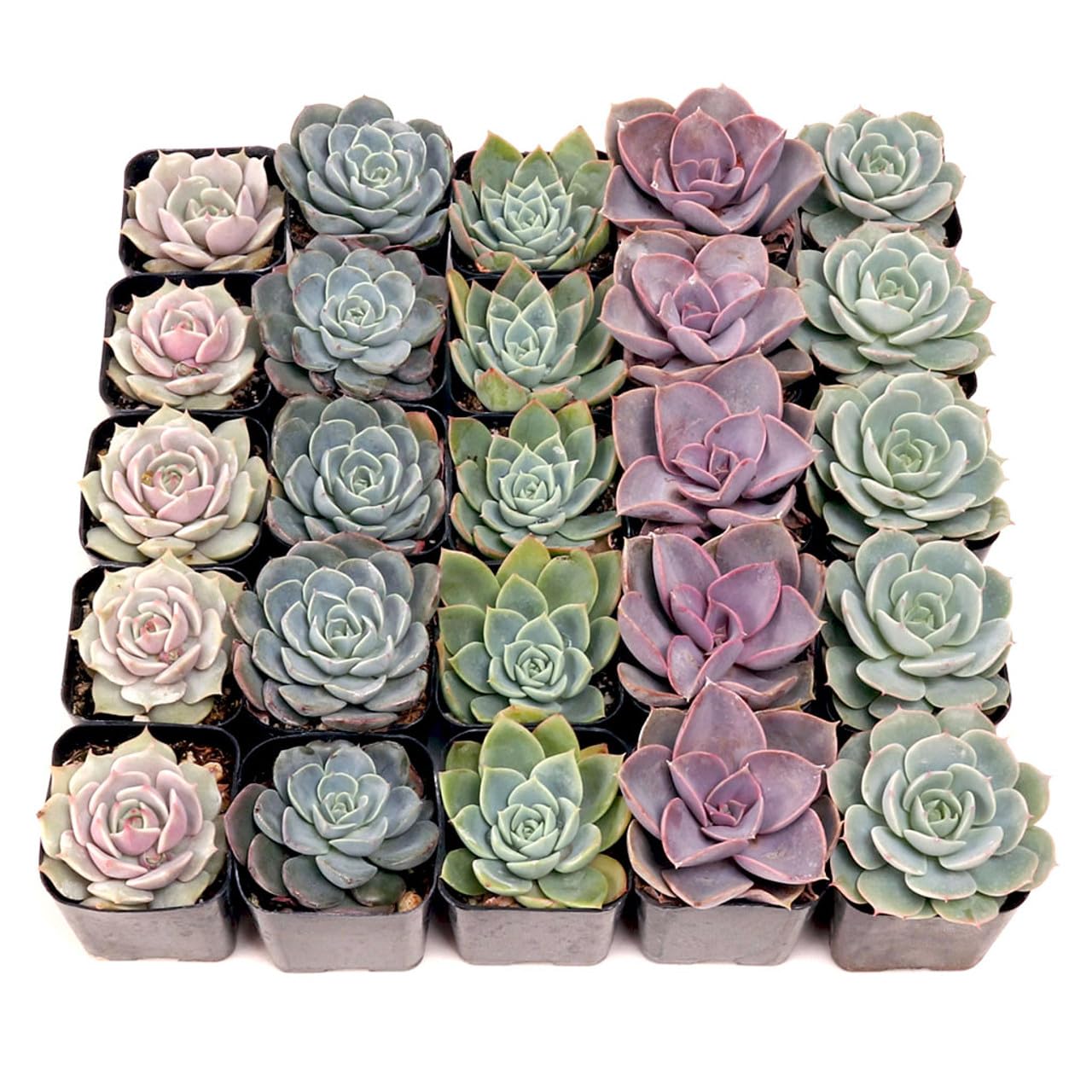 Mountain Crest Gardens Echeveria Succulent Bulk Pack - 25 Live Rosette Plants, 5 Each of 5 Varieties, Rooted in 2 Inch Pots - Succulents for Arrangements, Decor & DIY Projects