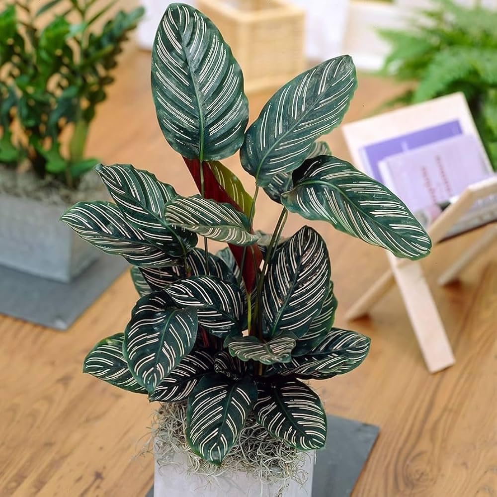 100pcs Green Calathea Plant Seeds for Planting, Tropical Foliage Seeds for Indoor & Outdoor Growing | Easy to Grow Houseplant Seeds