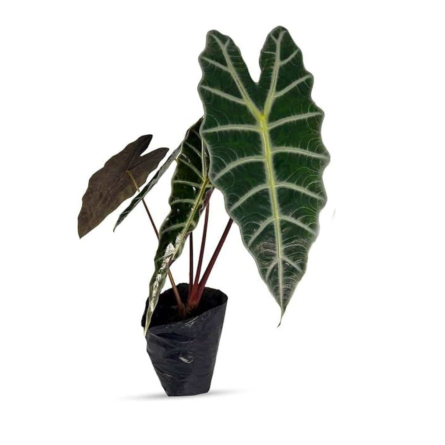 LEAL PLANTS ECUADOR Alocasia Amazonica| Elephant Ear Plant| African Mask Live Green House Plant