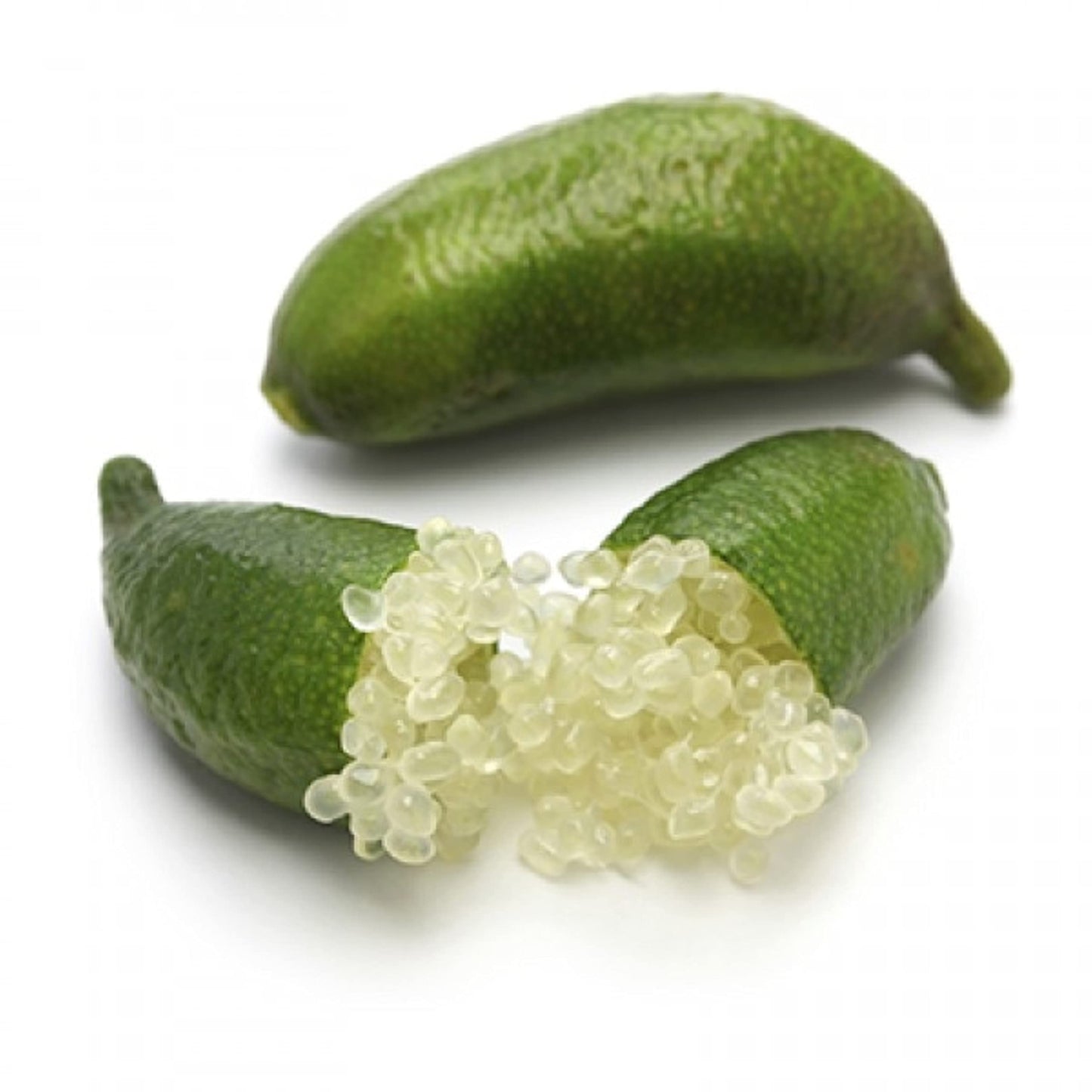 California only!! Australian Finger Lime Tree, 24-36 inches Tall grafted semi-Dwarf Plant.