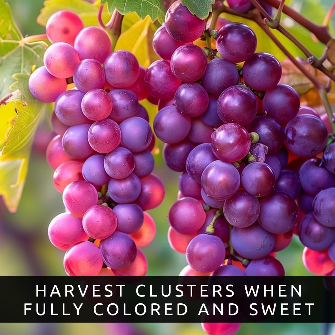 9 Live Grape Vine Seedlings – Concord (Purple), White, and Red Grapes – 3 of Each Variety – Easy to Grow Fruit Plants for Garden, Vineyard, Trellis, or Fence