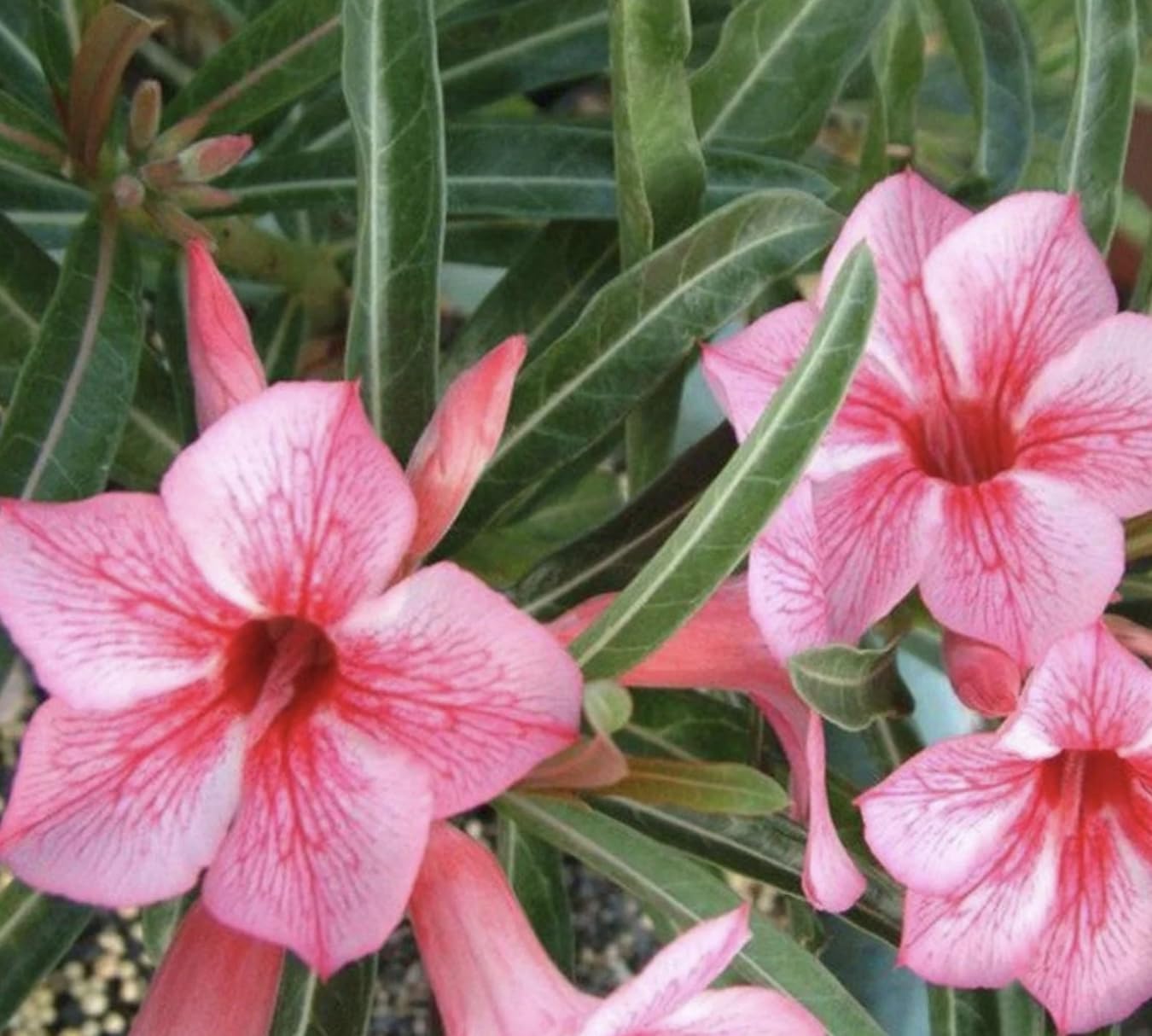 Pink Desert Rose Live Plant - Vibrant Blooming Succulent - Desert Rose Plant Live - 4-6 Inches Tall Starter Houseplant - Ideal for Home Gardens and Indoor Decor