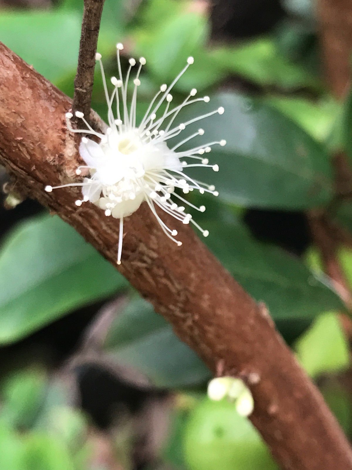 Red Hybrid Jaboticaba Myrciaria Plinia cauliflora x aureana Fruit Tree Plant