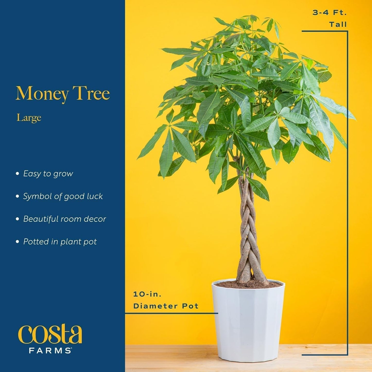 Costa Farms White Bird of Paradise & Money Tree Live Plants in Decorative Pots, Large Indoor Houseplants, Home, Room, or Office Decor, House Warming or Birthday Gift, 3-4 Feet, Pack of 2