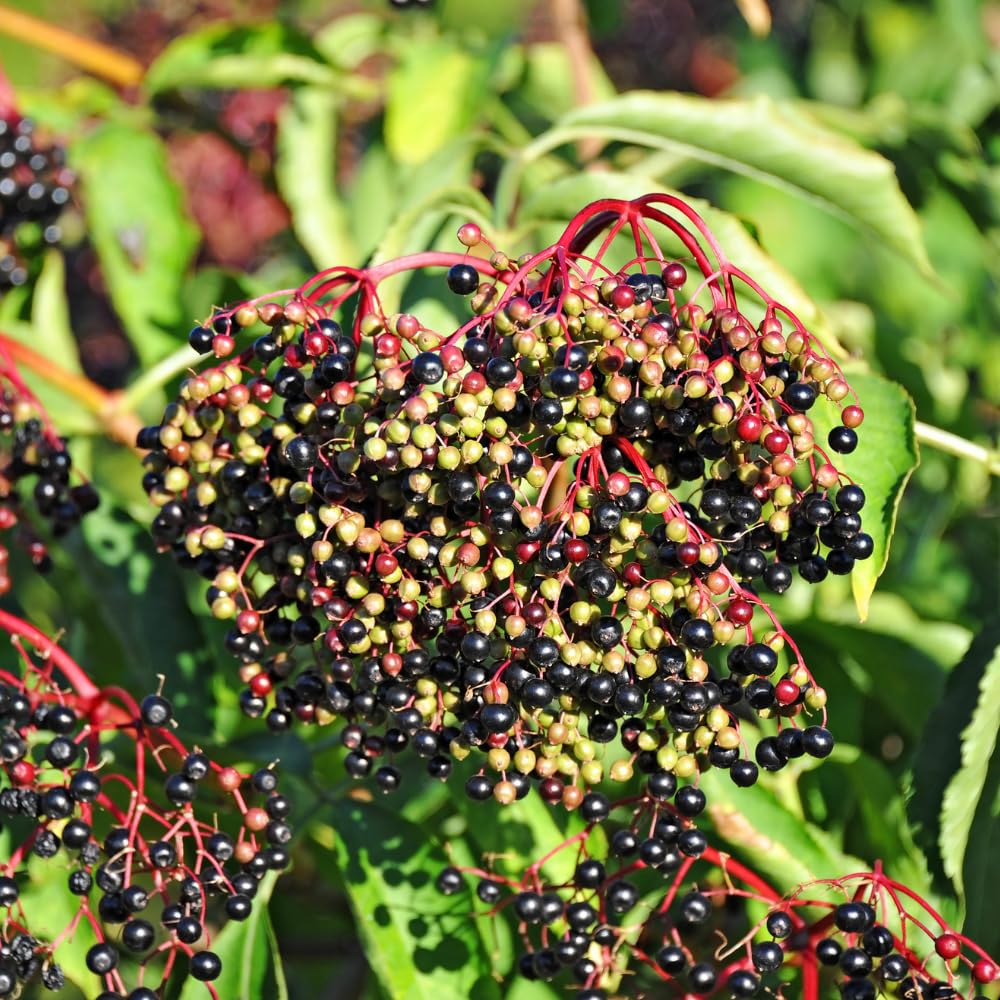 Black Elderberry Plant, Elderberry Bushes Live Plant, 2 to 3 Feet Tall, Edible Berry Bush for Perennial Garden, 1 Gallon Pot