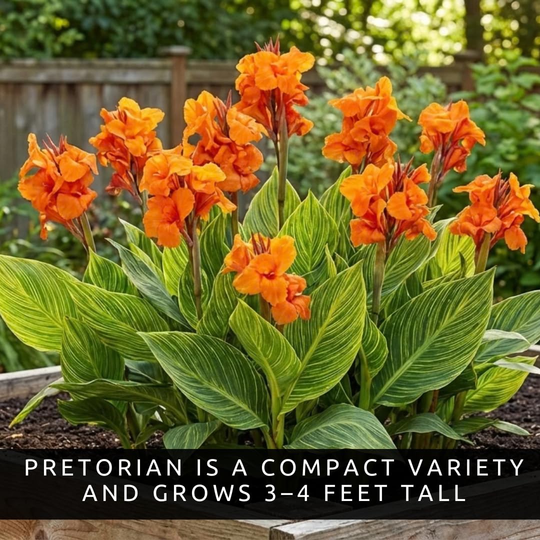 Pretorian Canna Lily Premium Bulbs – Variegated Yellow & Green Foliage with Bright Orange Blooms – Tall Tropical Summer Flowering Bulbs (1 Bulb)