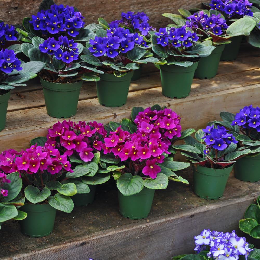 One Random African Violets Live Plant, African Violet Plant, House Plant Flower Home Decoration, 4 Inc Pot