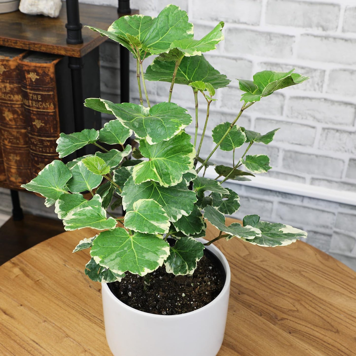 Dinner Plate Variegated Aralia Balfouriana in 6" Grower Pot, Rare Live Houseplant, Easy Care Plant for Home or Office by Plants for Pets