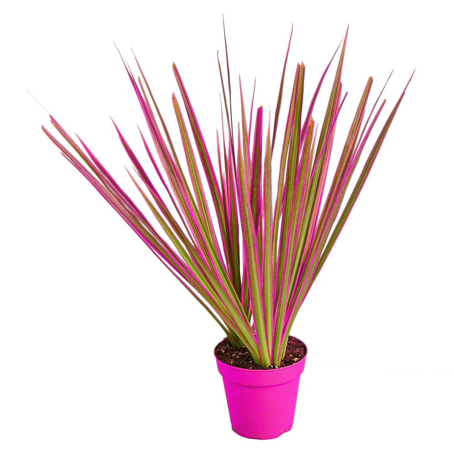 2 Pack Dracaena 'Colorama' - 4" Pot in 4in Pot - Live Tropical Houseplant - Easy to Grow | Air Purifying | Variegated | USA Growers | The Snobby Leaf