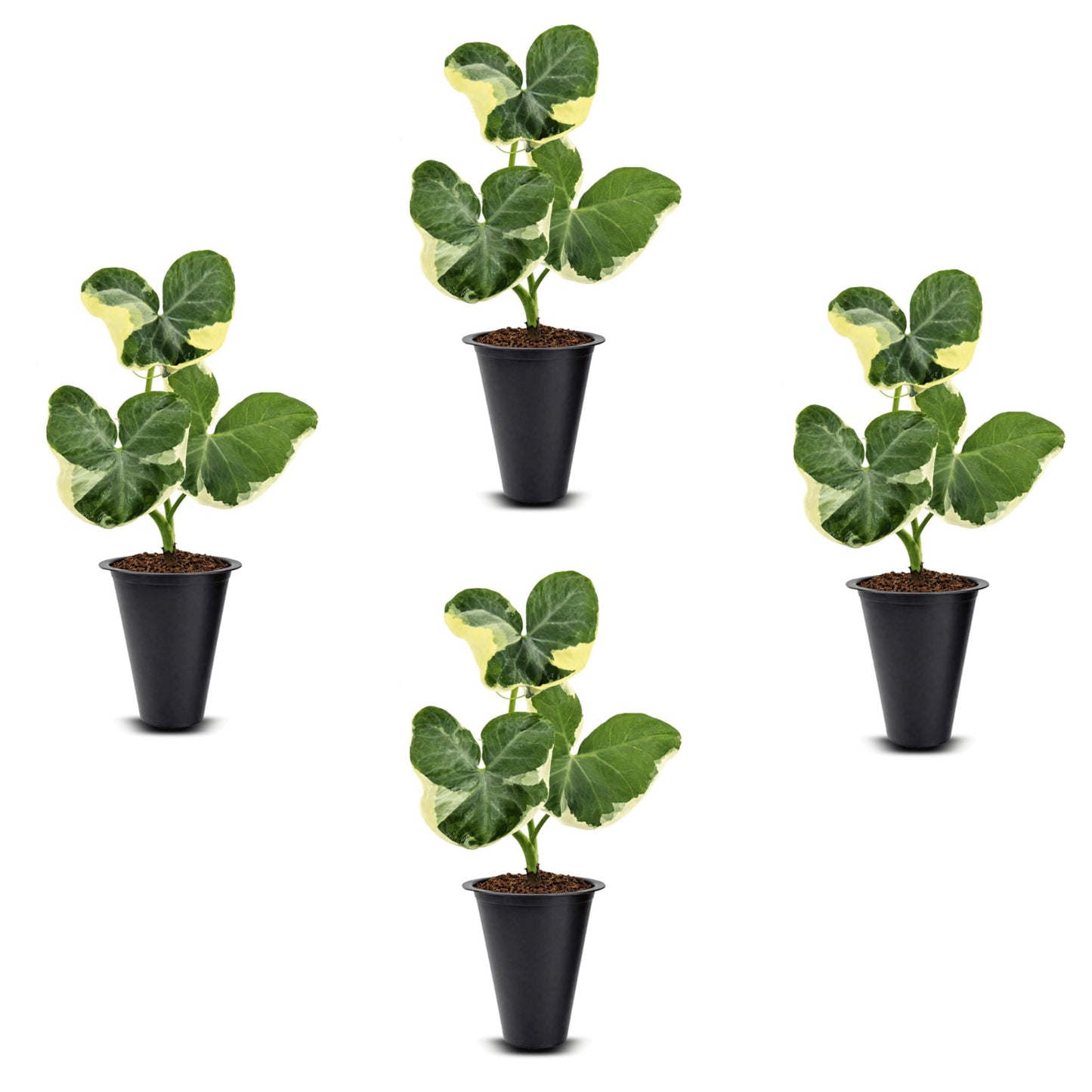 Alocasia Mickey Mouse (4 Pack) Live Plant,Rare Indoor Alocasia, Elephant Ear Houseplant,Unique Mickey Mouse Leaf Shape Plant,Tropical Houseplant Live, Starter Size Alocasia Plant for Indoor Home Decor