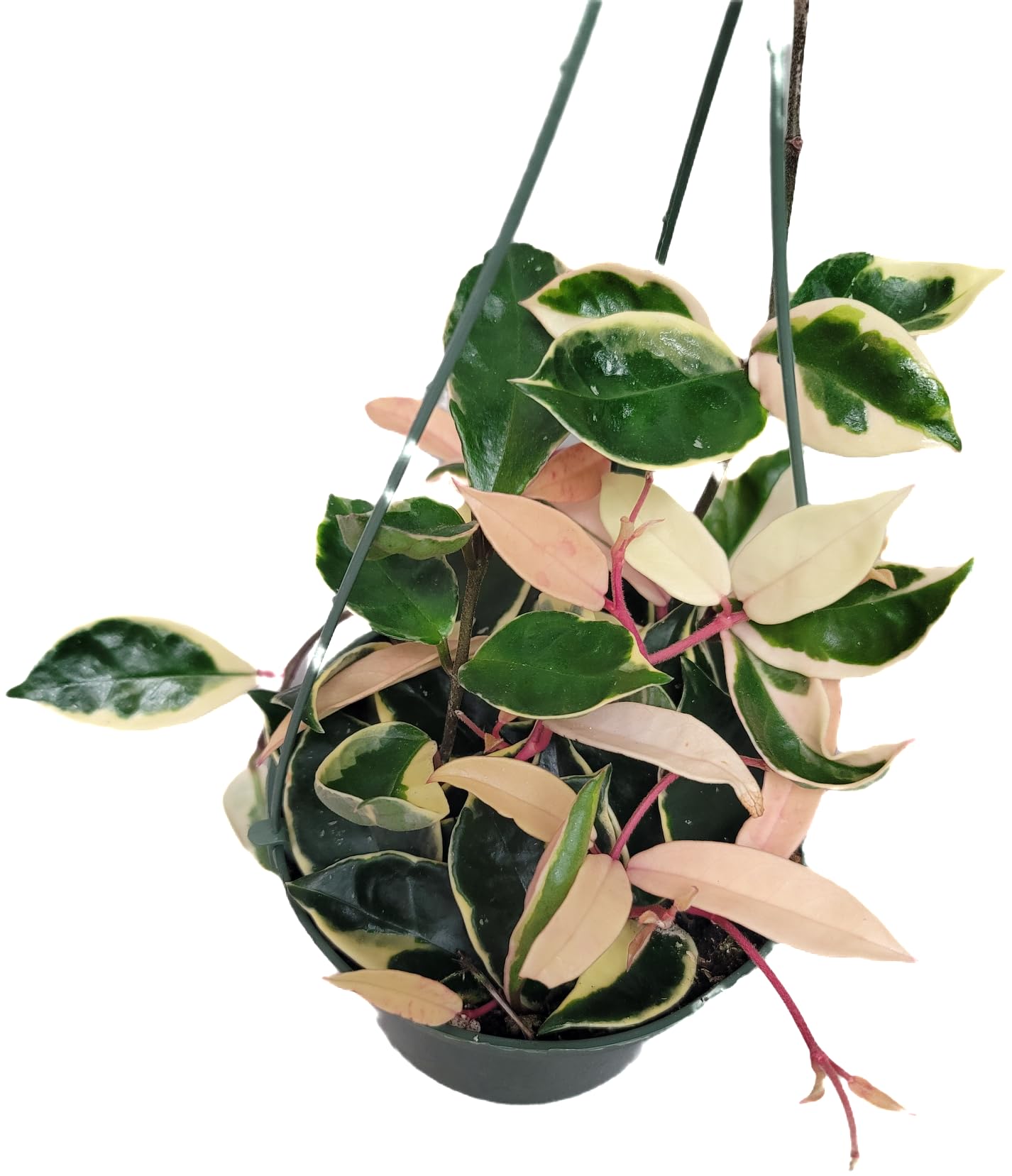 6" Hoya Krimson Queen Available in Hanging Pot, Live Arrival Guaranteed! Live Hoya Plants Live Houseplants - CA Seller - Air Purifying Plant