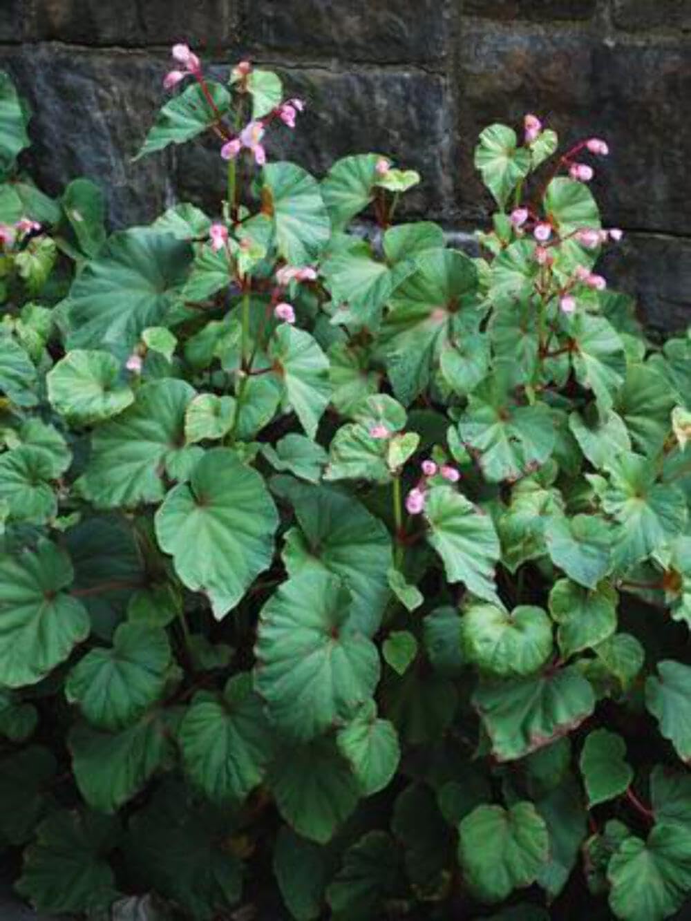 Perennial Farm Marketplace Begonia grandis (Hardy) Perennial, 1 Quart, Pink Flowers