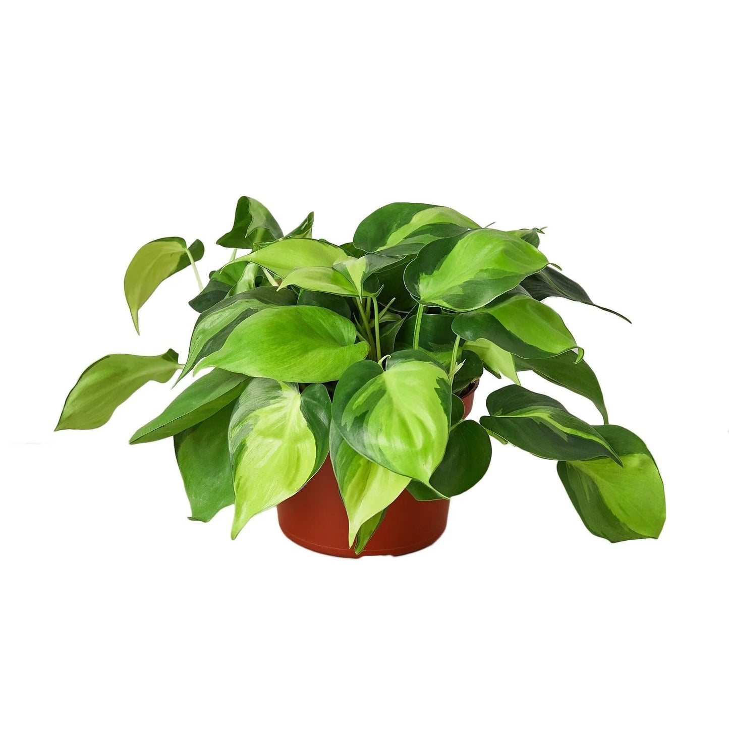 Philodendron 'Brazil' | Live Plant for Indoor & Outdoor | for Living Room, Office, Bathroom | (4" Pot)