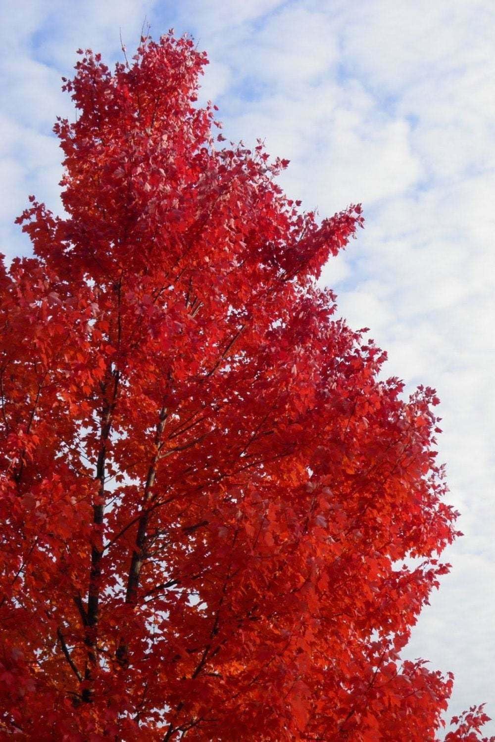 Live Plant - Red Maple Tree - Live Plant - 12-16" Tall Seedling - Quart Pot - Acer Rubrum