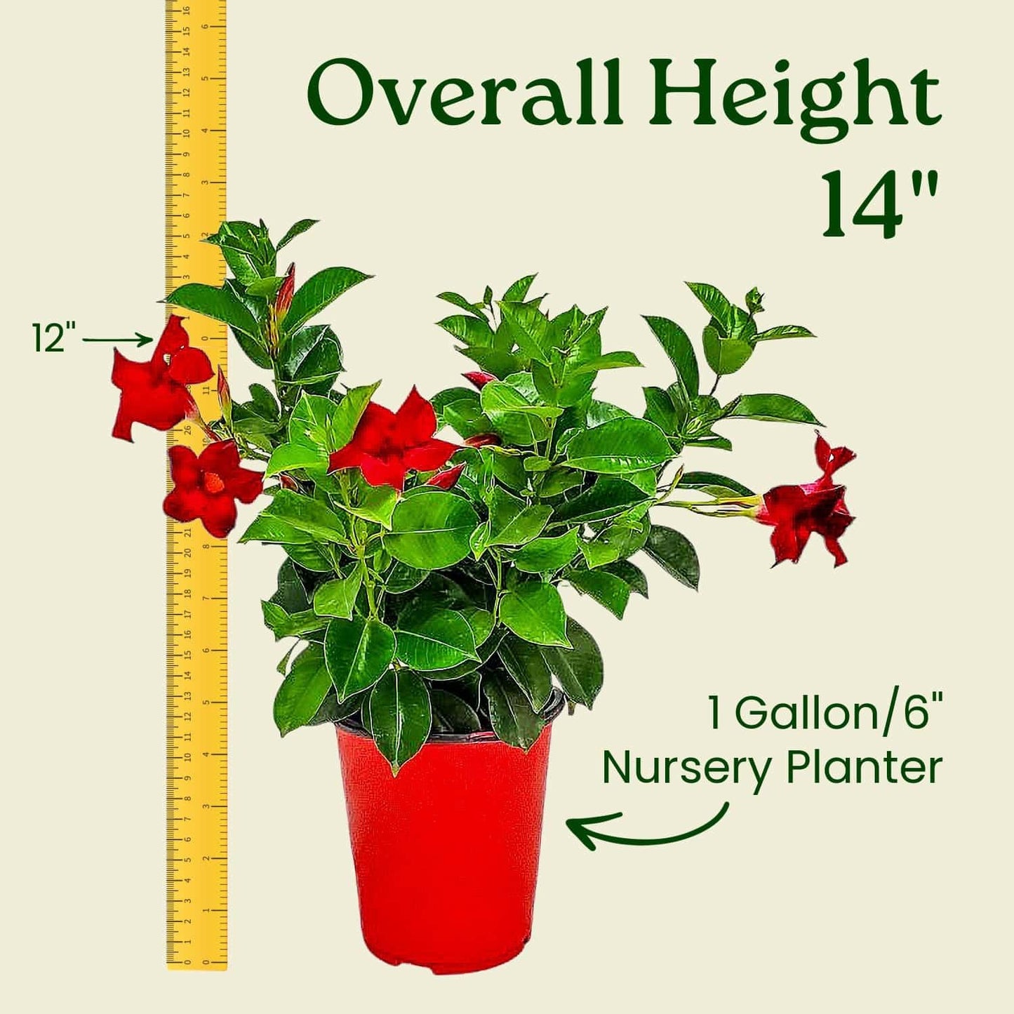 Live Dipladenia Mandevilla Plant - Red Dipladenia Bush - 14 inch Overall Height - 6 inch Planter Pot (1 Gallon) - Tropical Plants of Florida