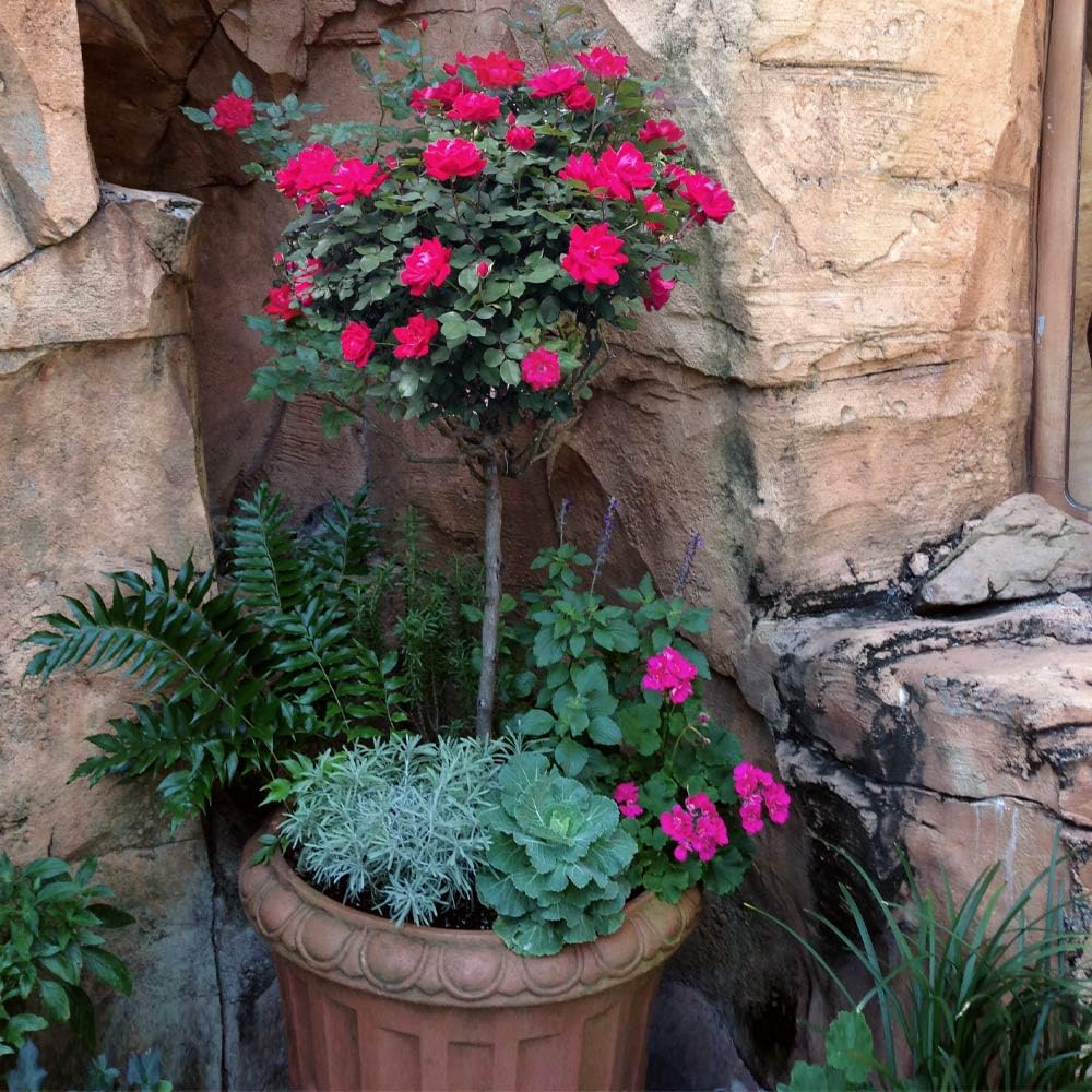 Brighter Blooms - Knock Out® Rose Tree, 3-4 ft. - No Shipping to AK, AZ, HI