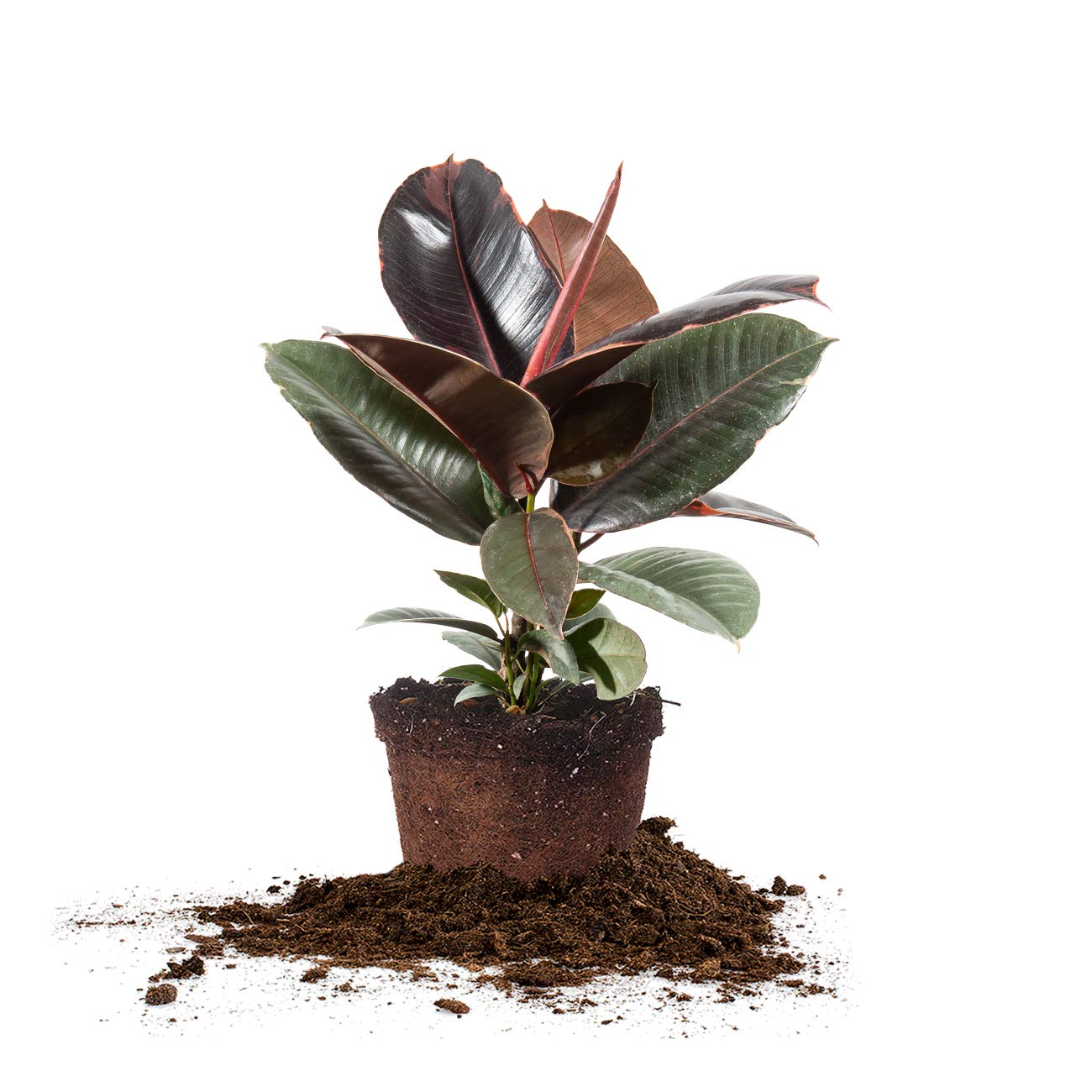 Perfect Plants Variegated Rubber Plant | Ficus Elastica 'Ruby' | Live Indoor Houseplant | Unique Home Décor, 6in. Grower's Pot
