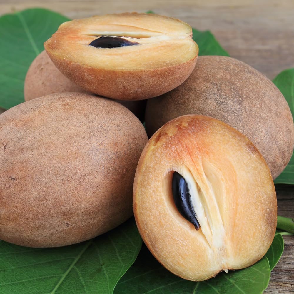 Sapodilla Tree Live Plant in 1 Gallon Pot, Sweet and Edible Fruit for Home Gardens, Sapote Seedlings from 2 to 3 Feet Tall